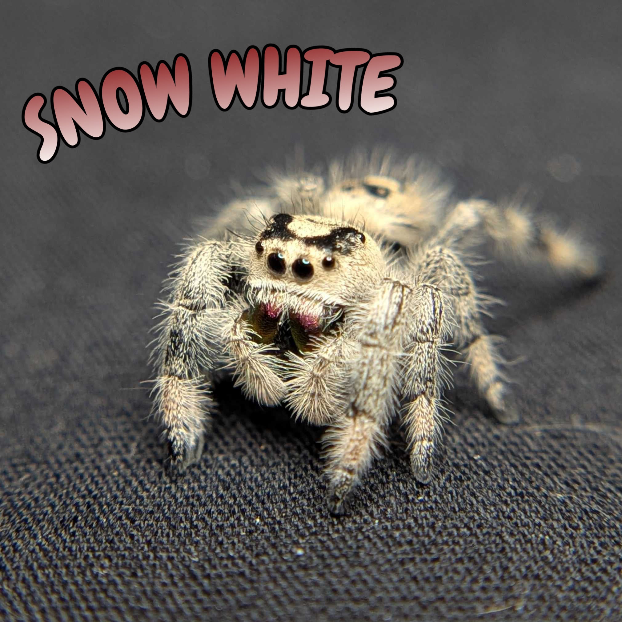 Regal Jumping Spider "Snow White"
