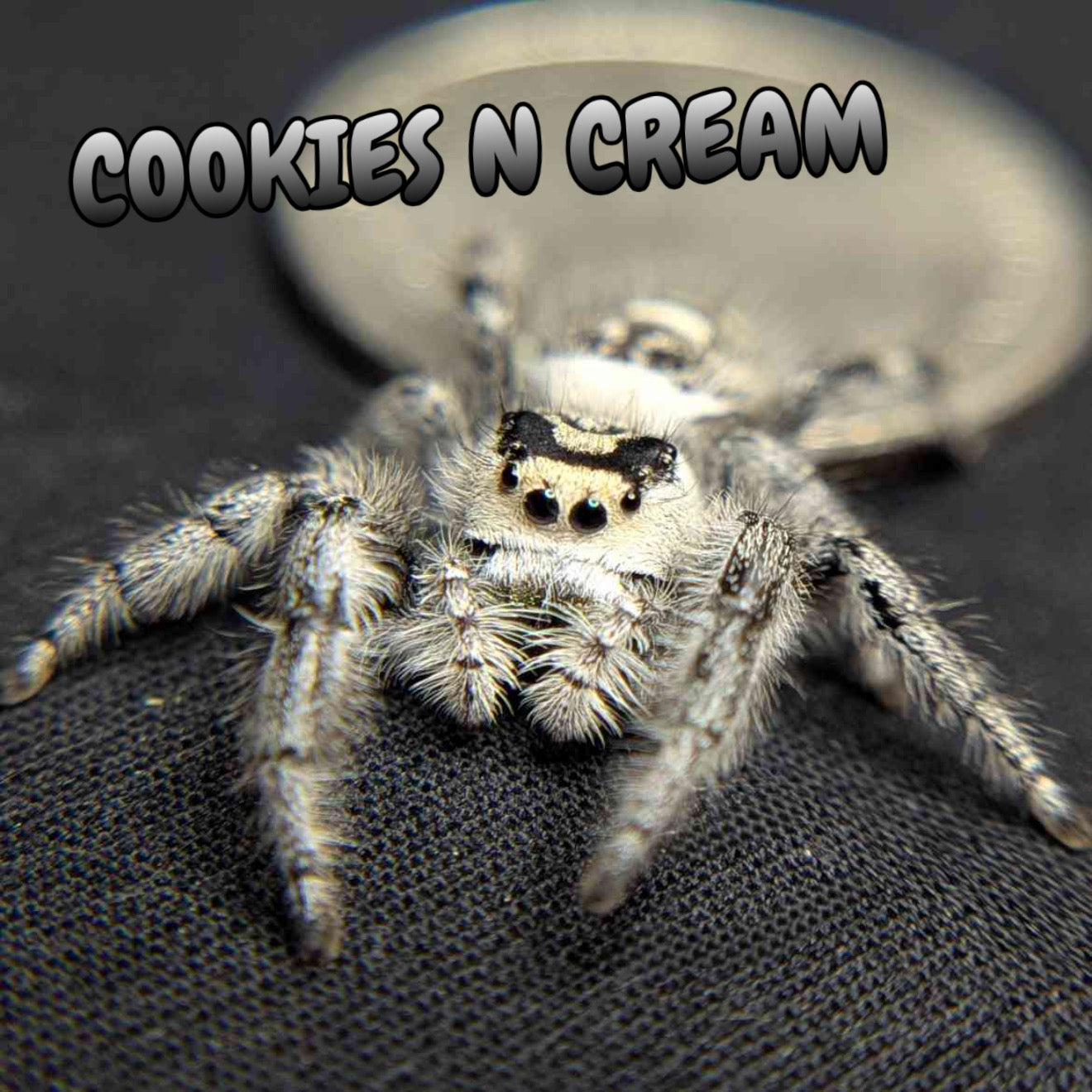 Regal Jumping Spider "Cookies n Cream"