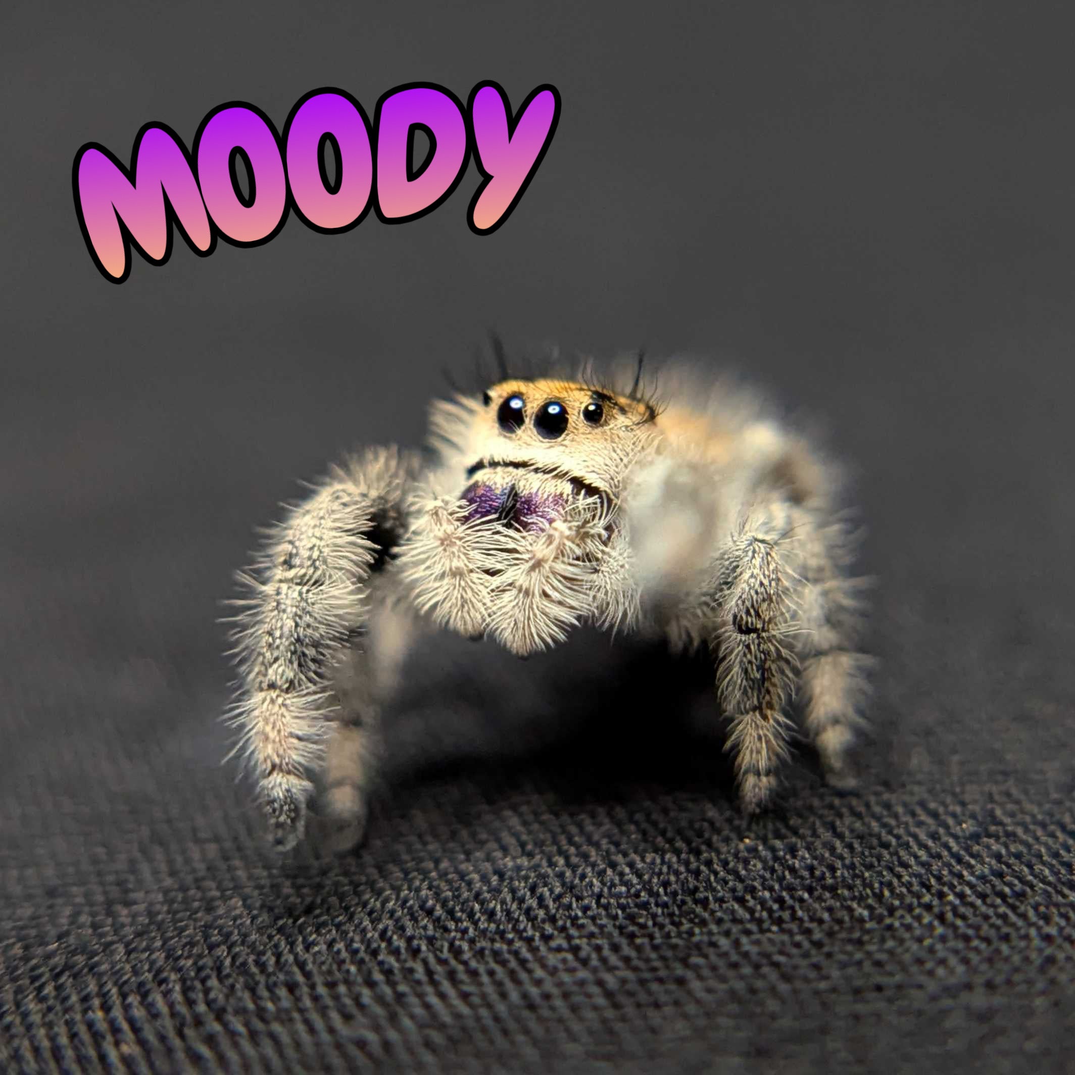 Regal Jumping Spider "Moody"