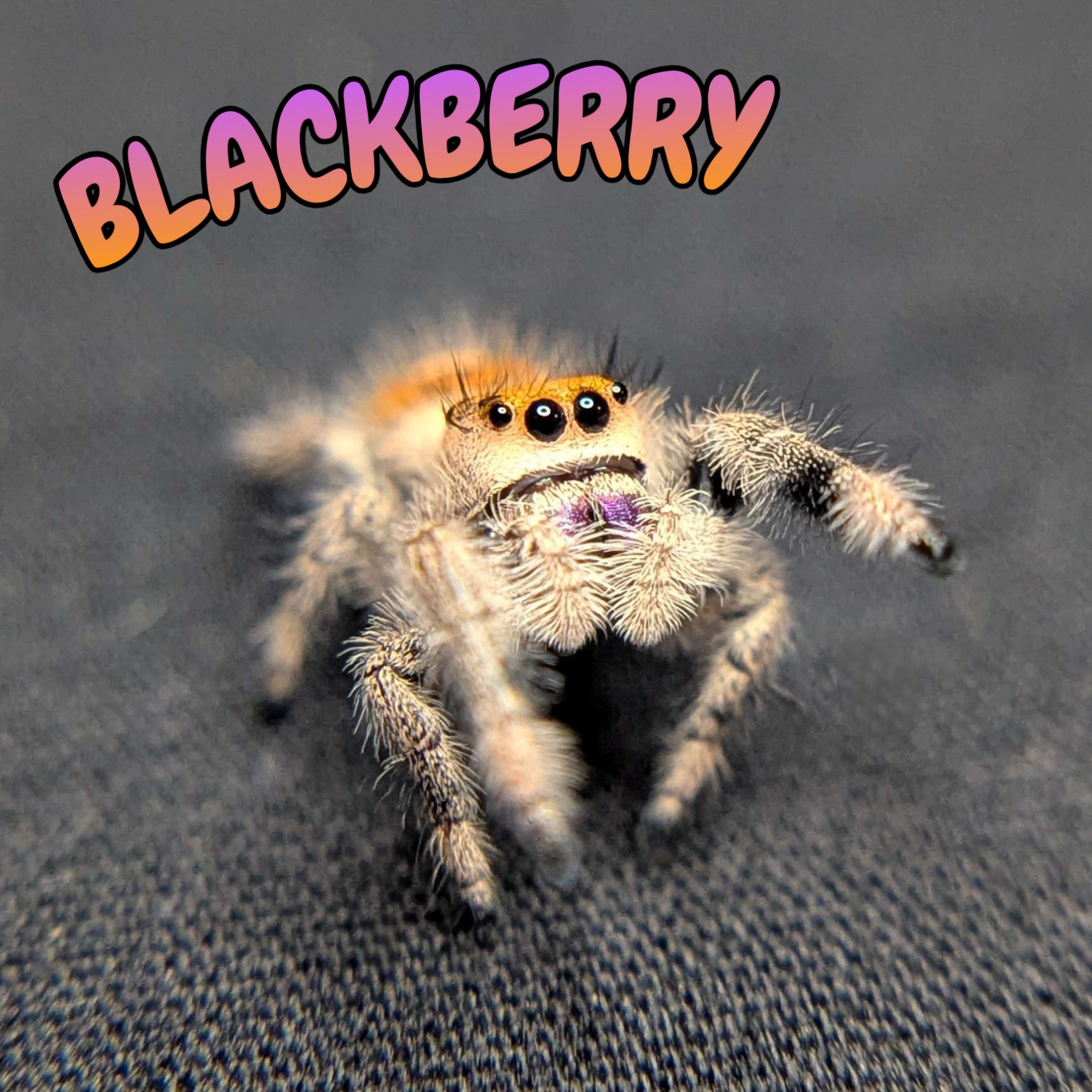 Regal Jumping Spider "BlackBerry"