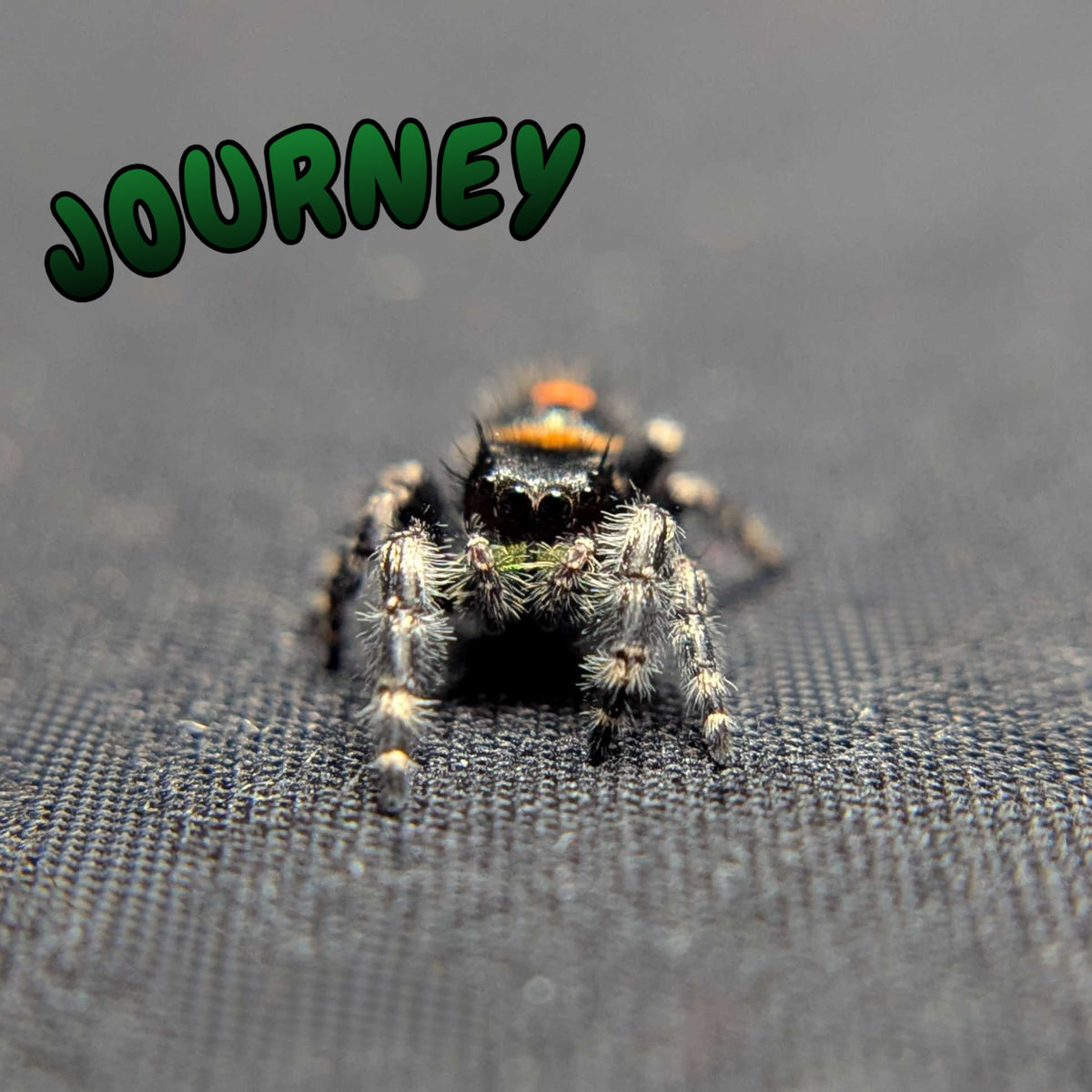 Audax Bryantae Jumping Spider "Journey"