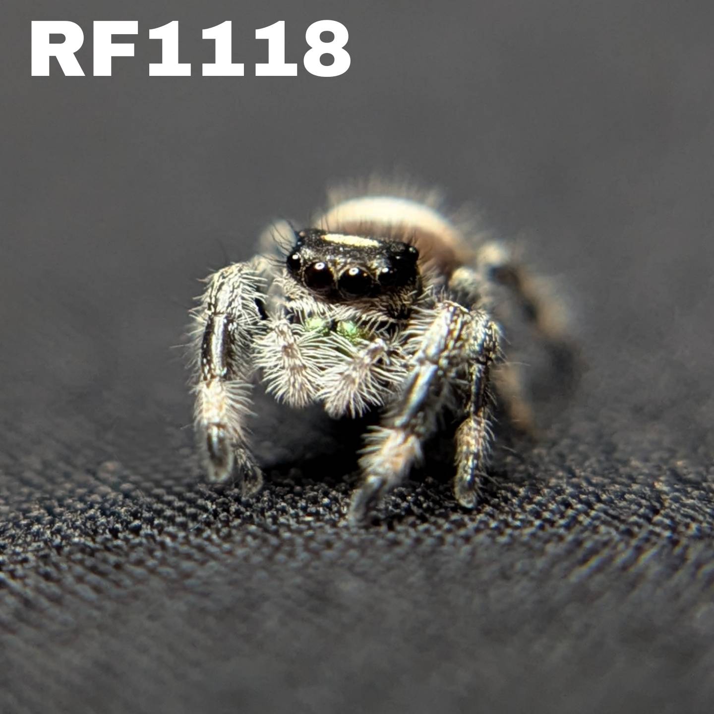 Regal Jumping Spider "Potato"