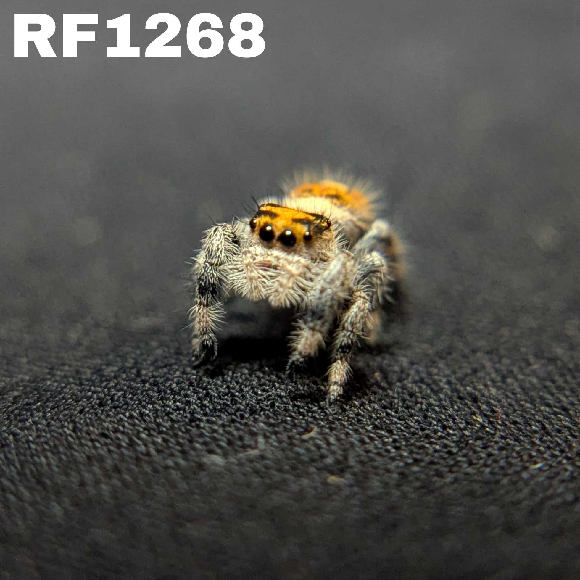 Regal Jumping Spider “Pineapple Express”