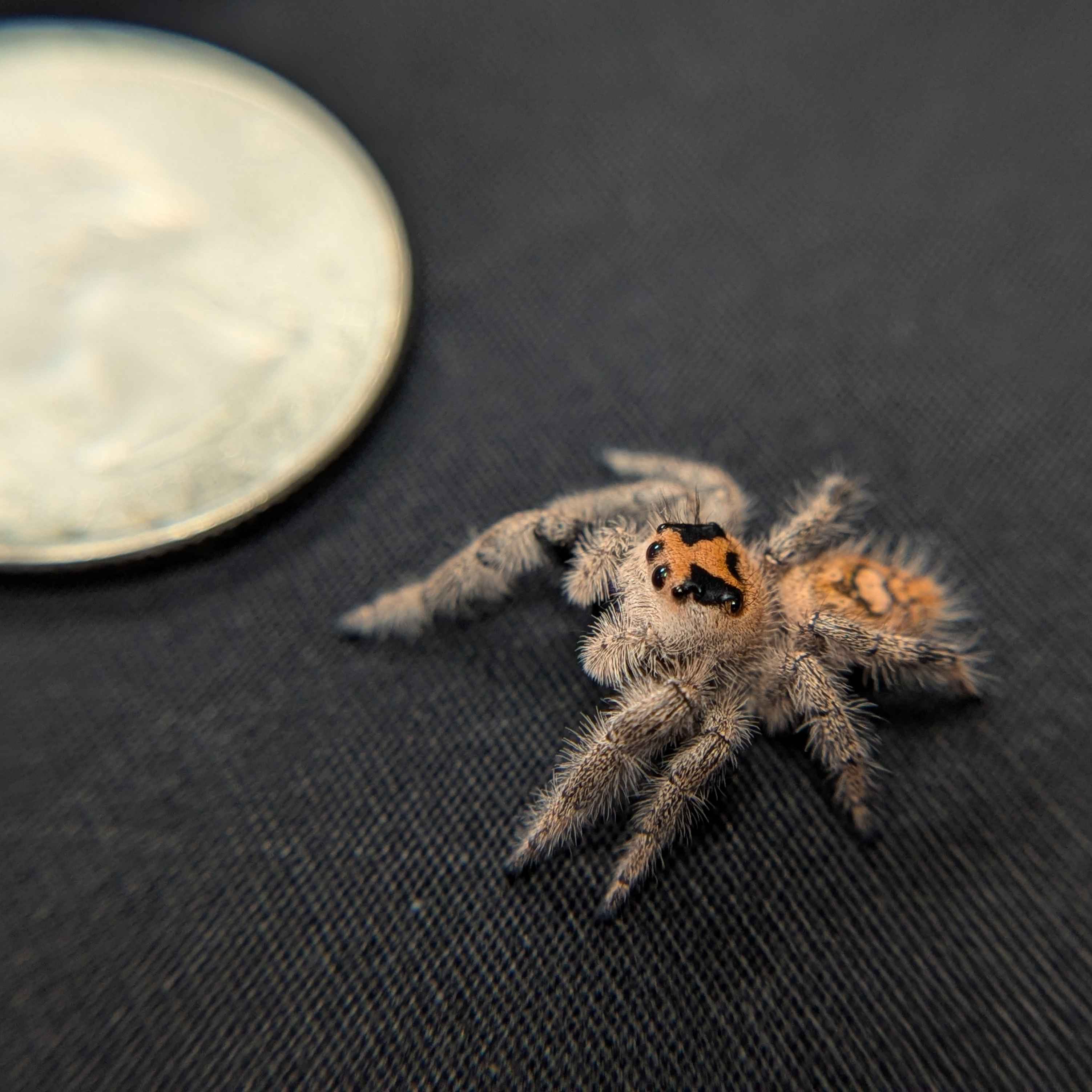 Regal Jumping Spider "Sugar Bomb"