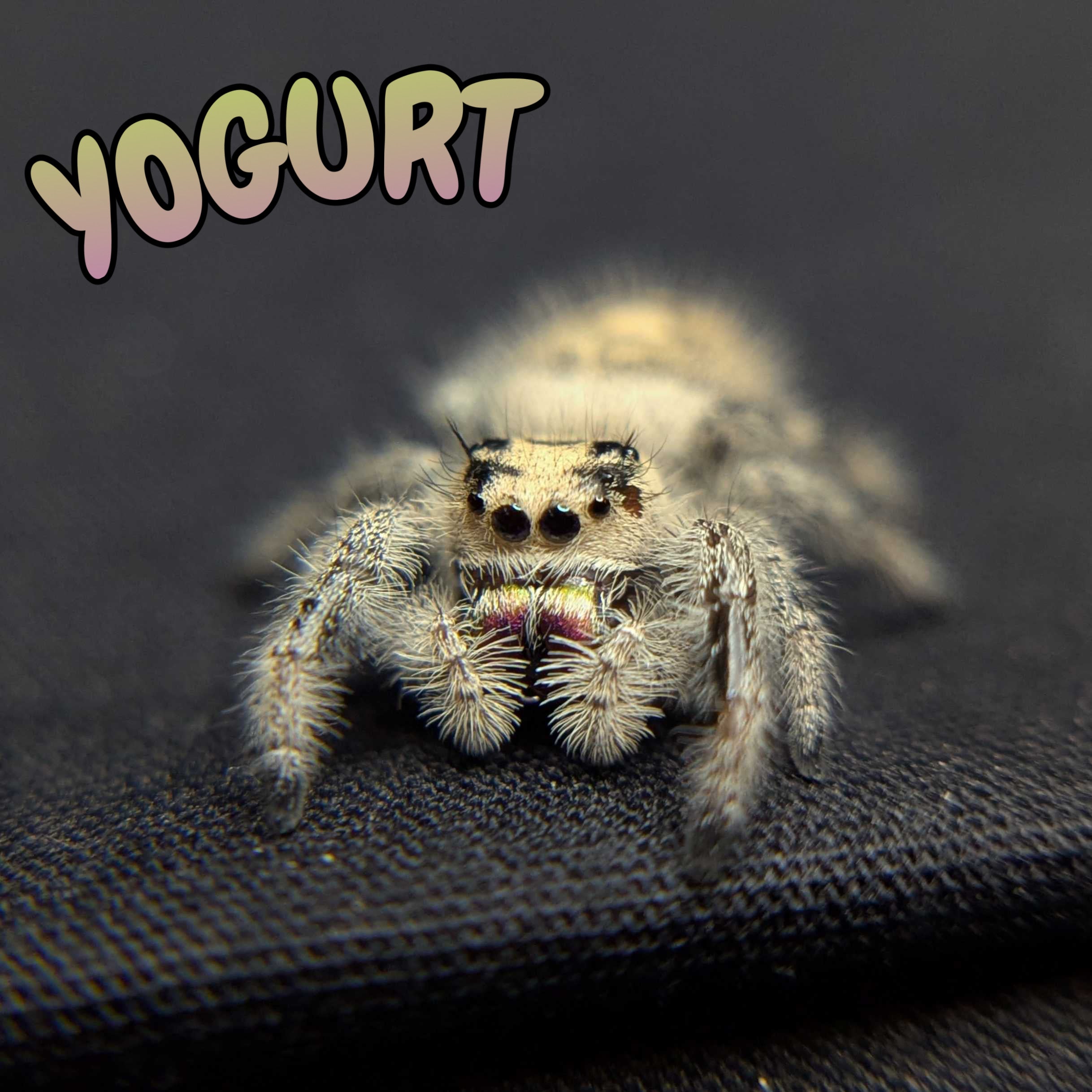 Regal Jumping Spider "Yogurt"