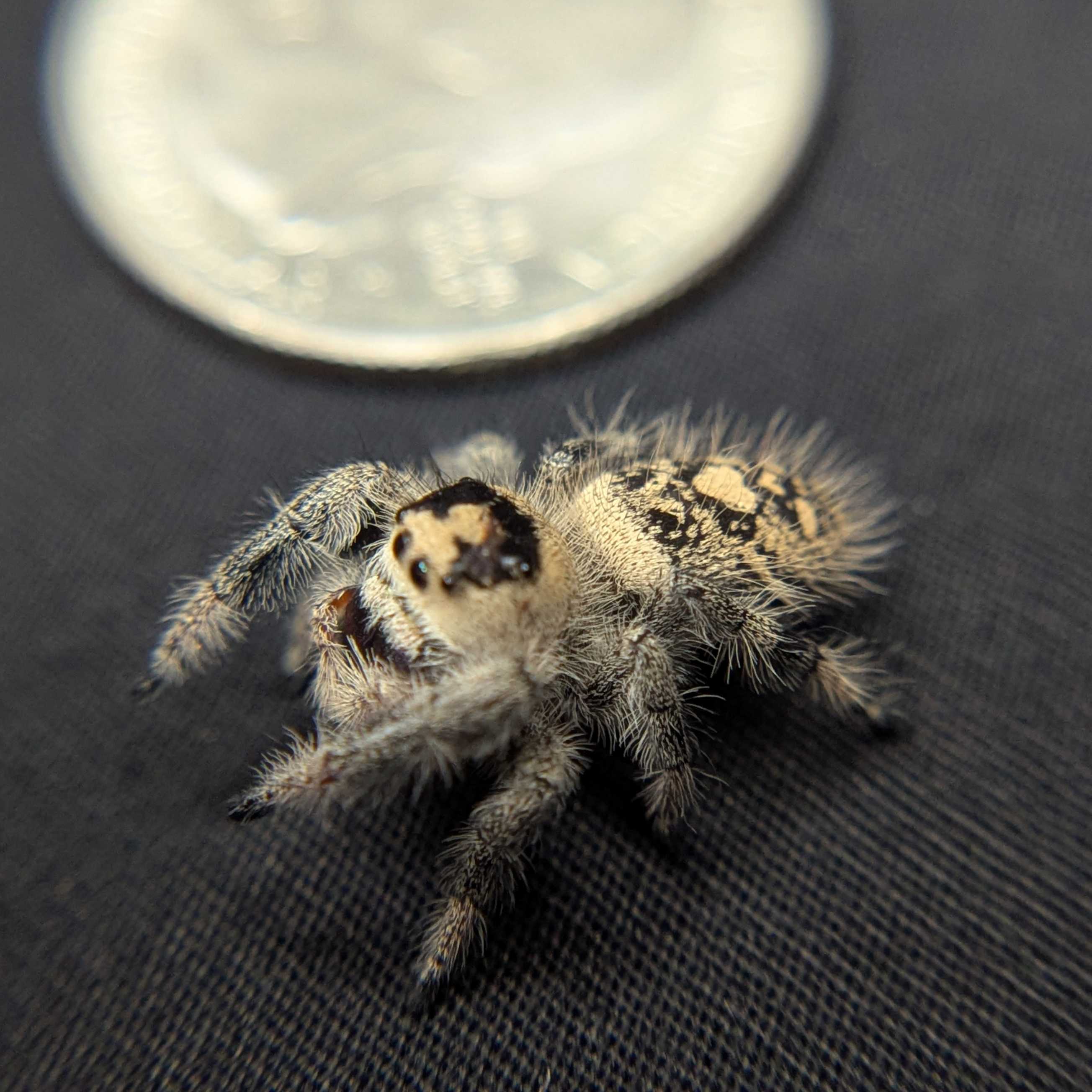 Regal Jumping Spider "Sandberry"