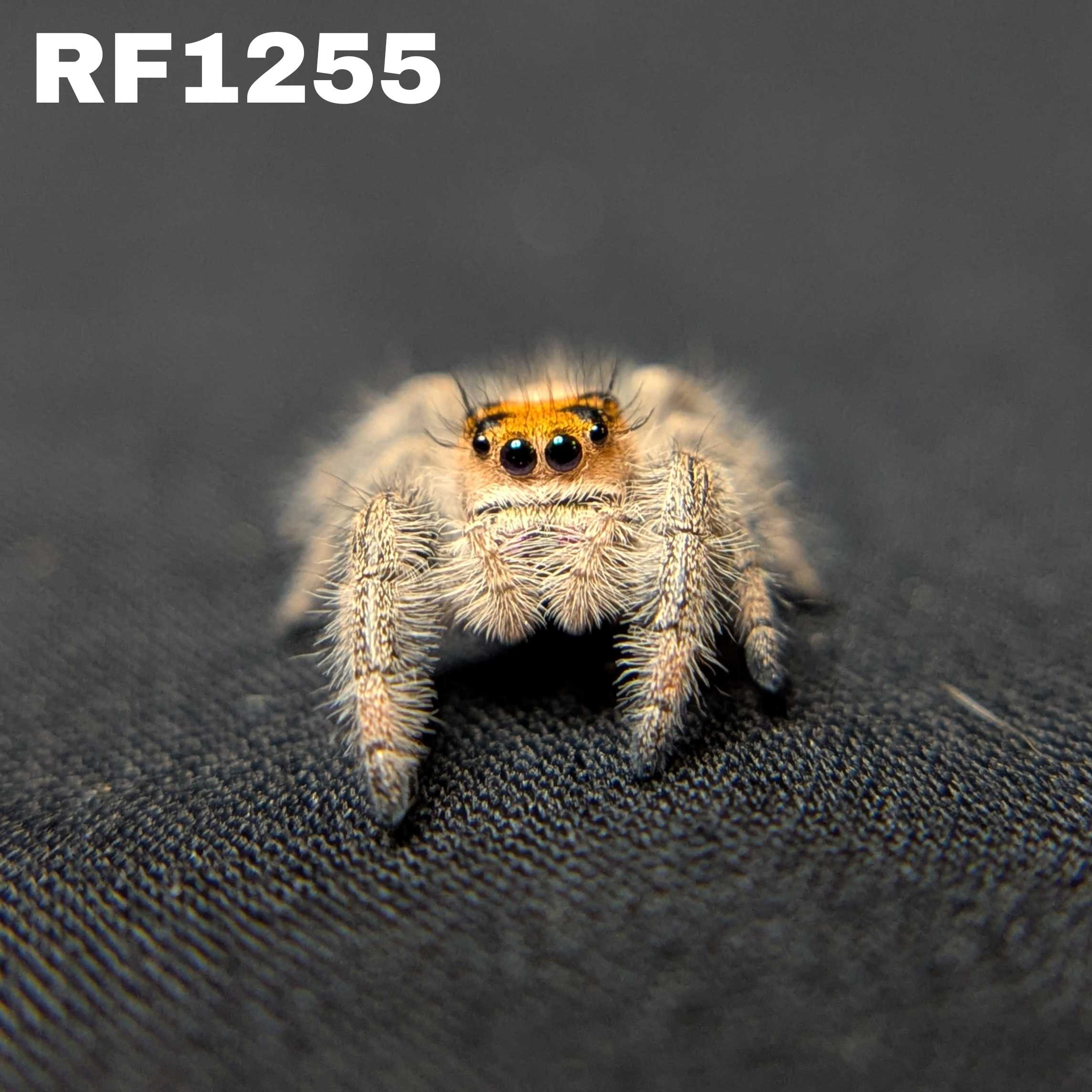 Regal Jumping Spider “Amberlyn”