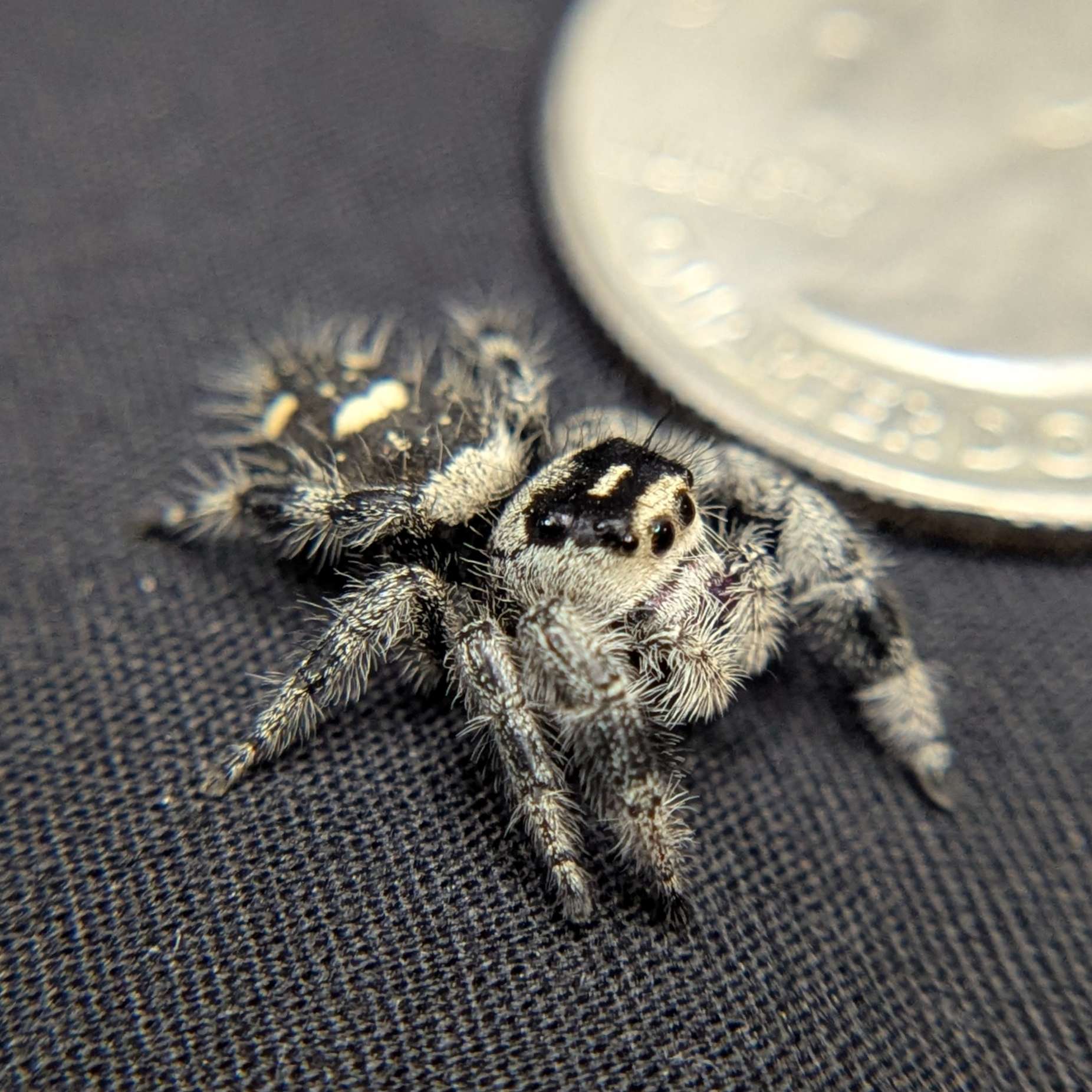 Regal Jumping Spider "BlackBerry"