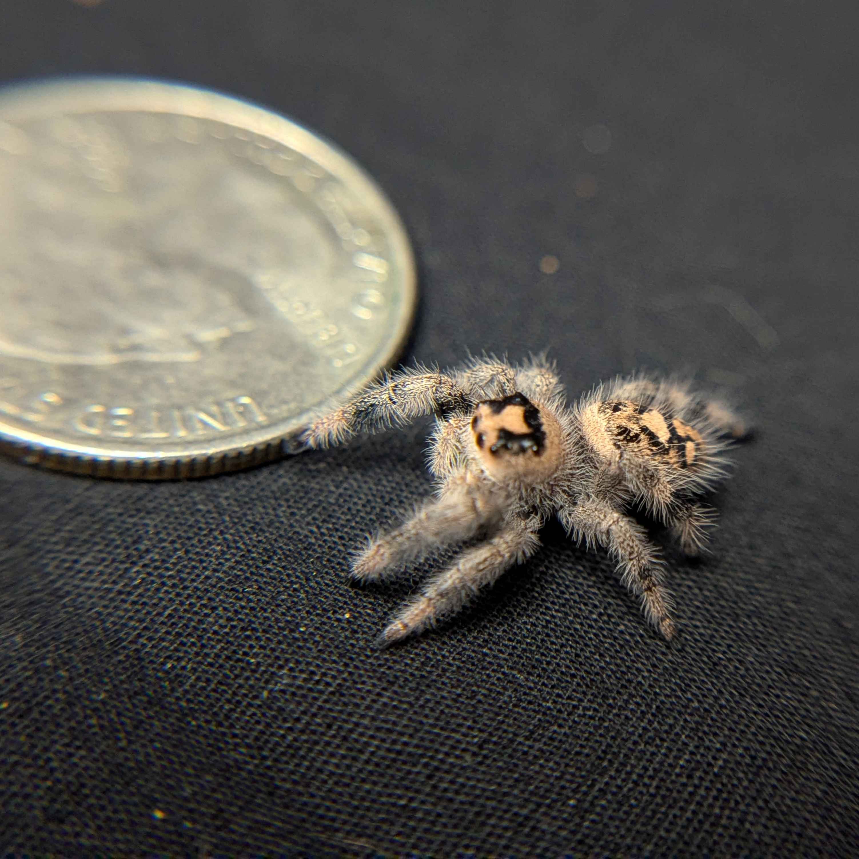 Regal Jumping Spider “Tropicana Poison”