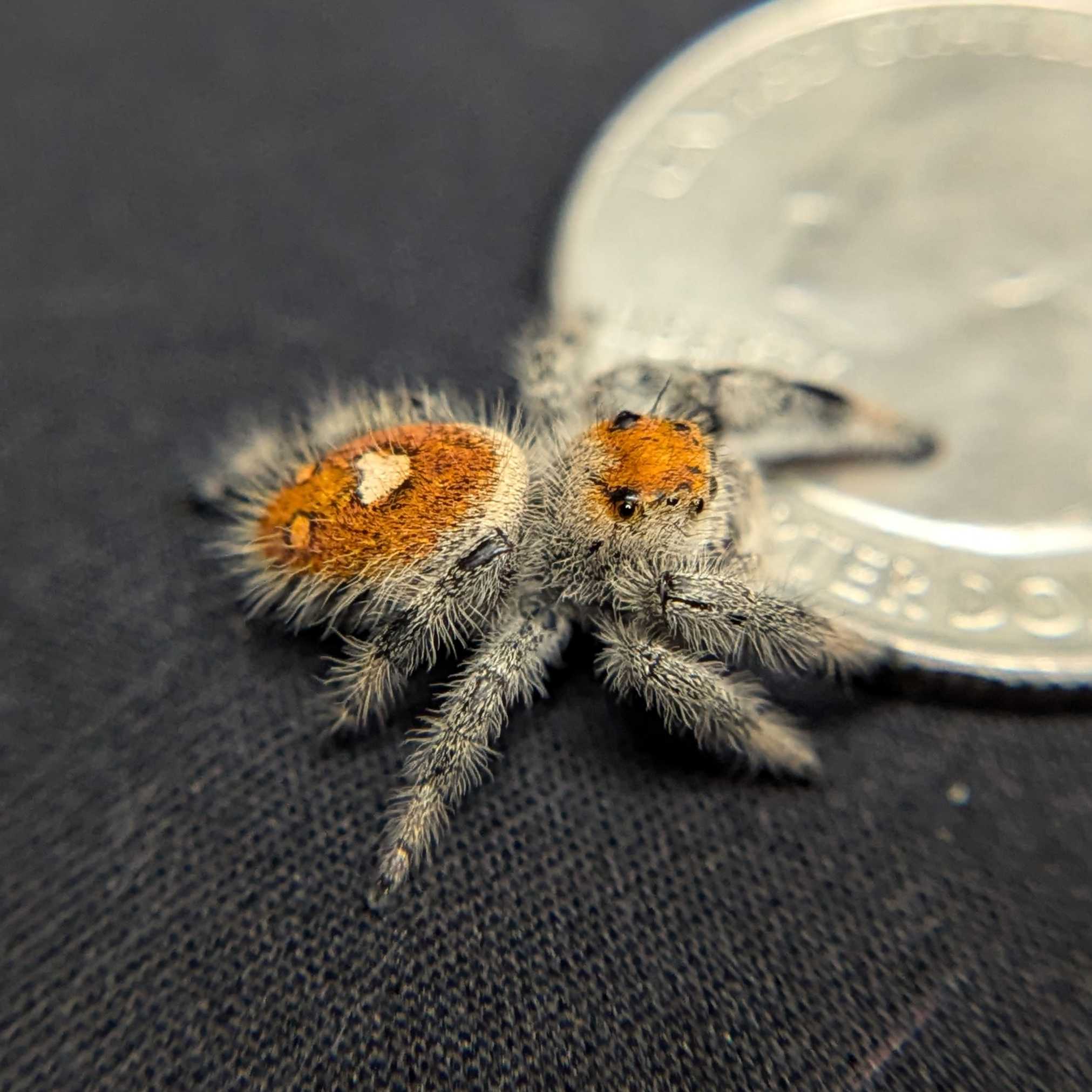 Regal Jumping Spider "Papaya"