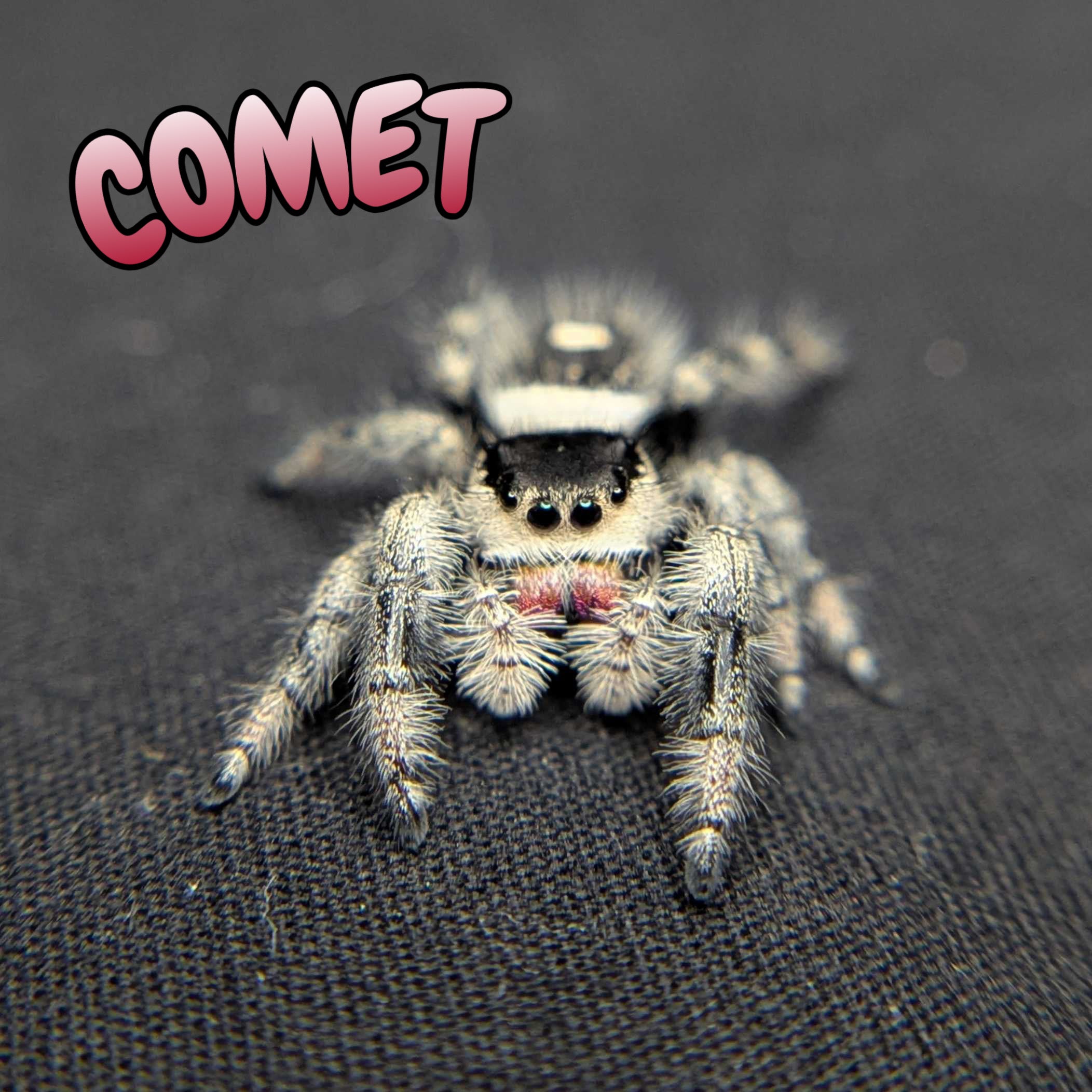 Regal Jumping Spider "Comet"