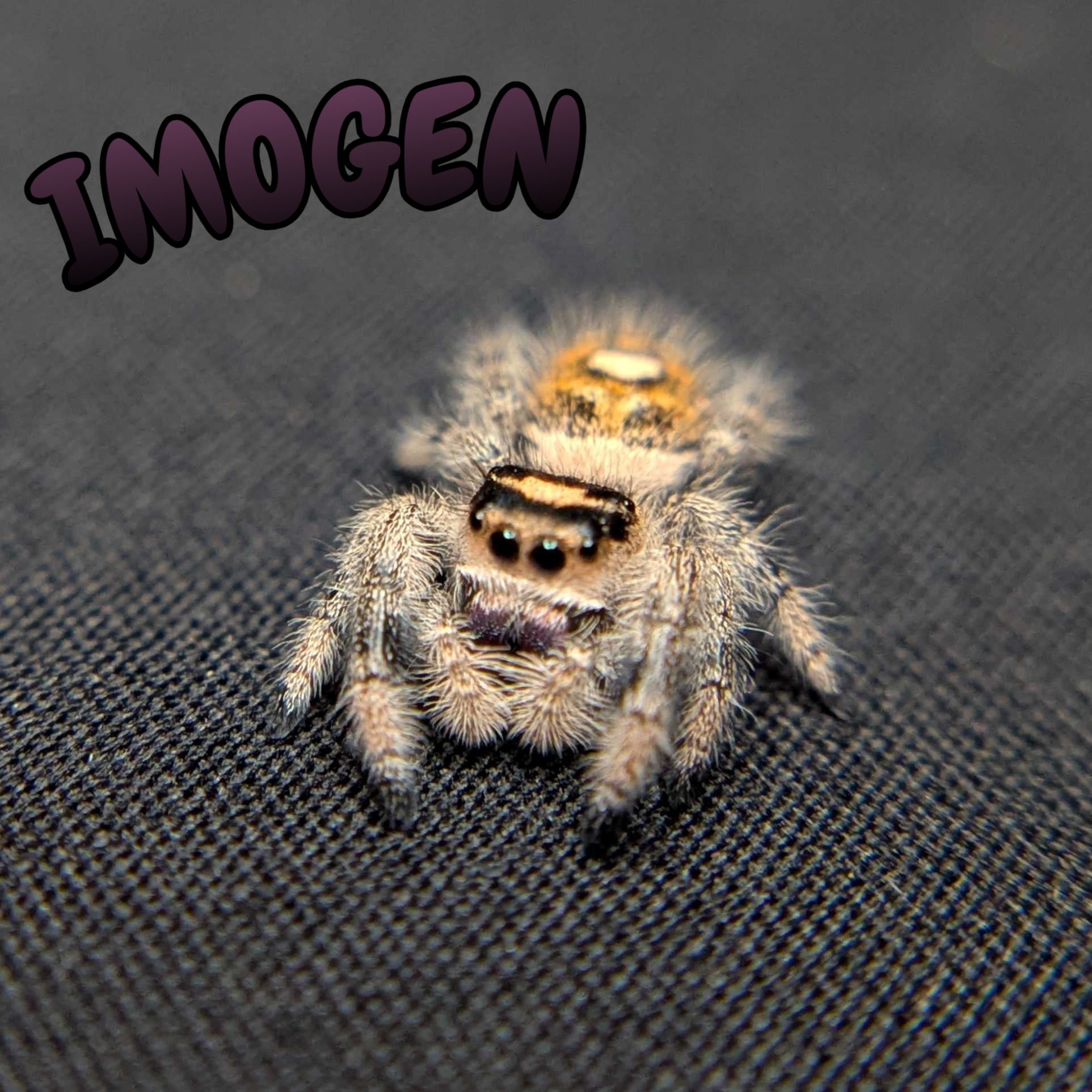 Regal Jumping Spider "Imogen"