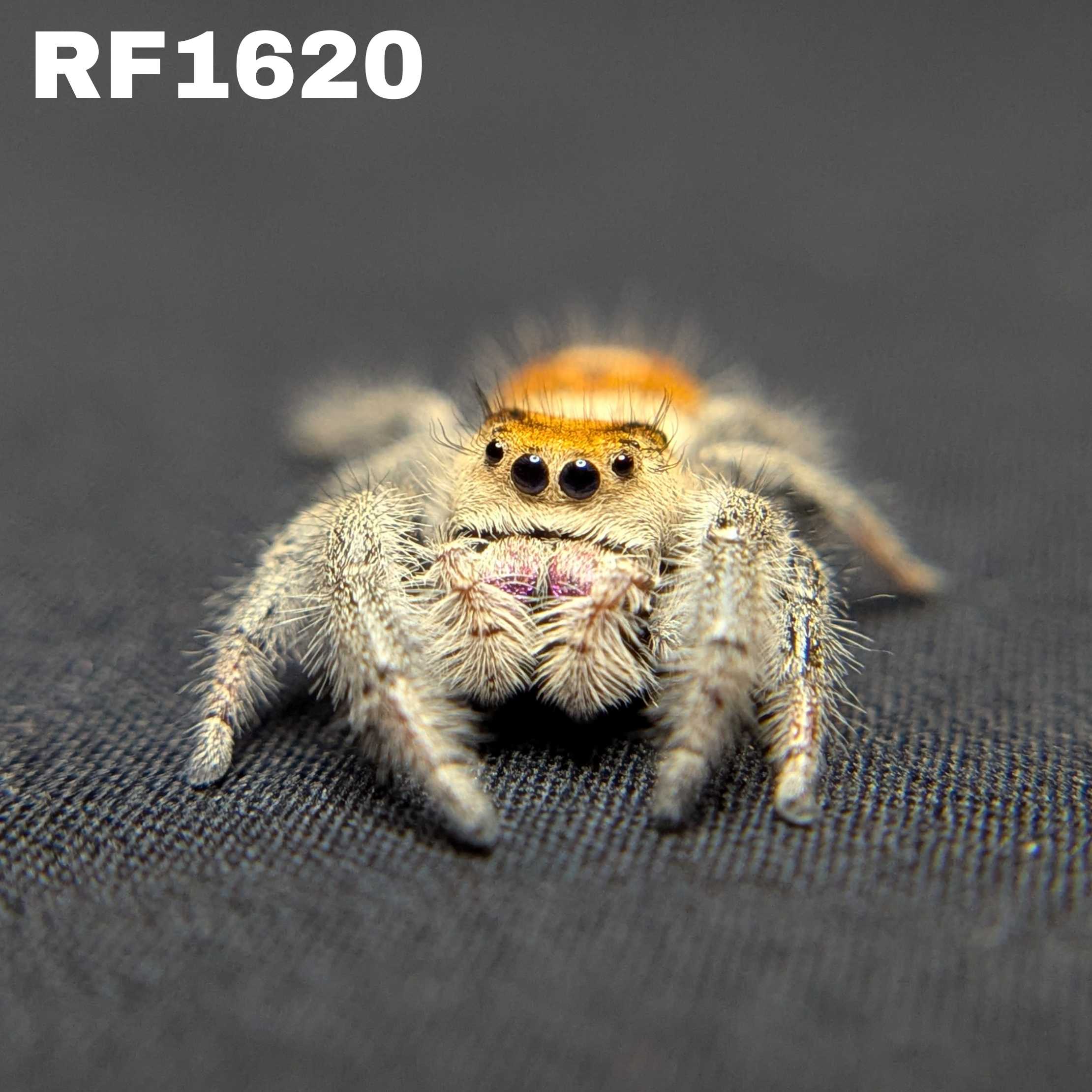 Regal Jumping Spider “Berry Biscuit”