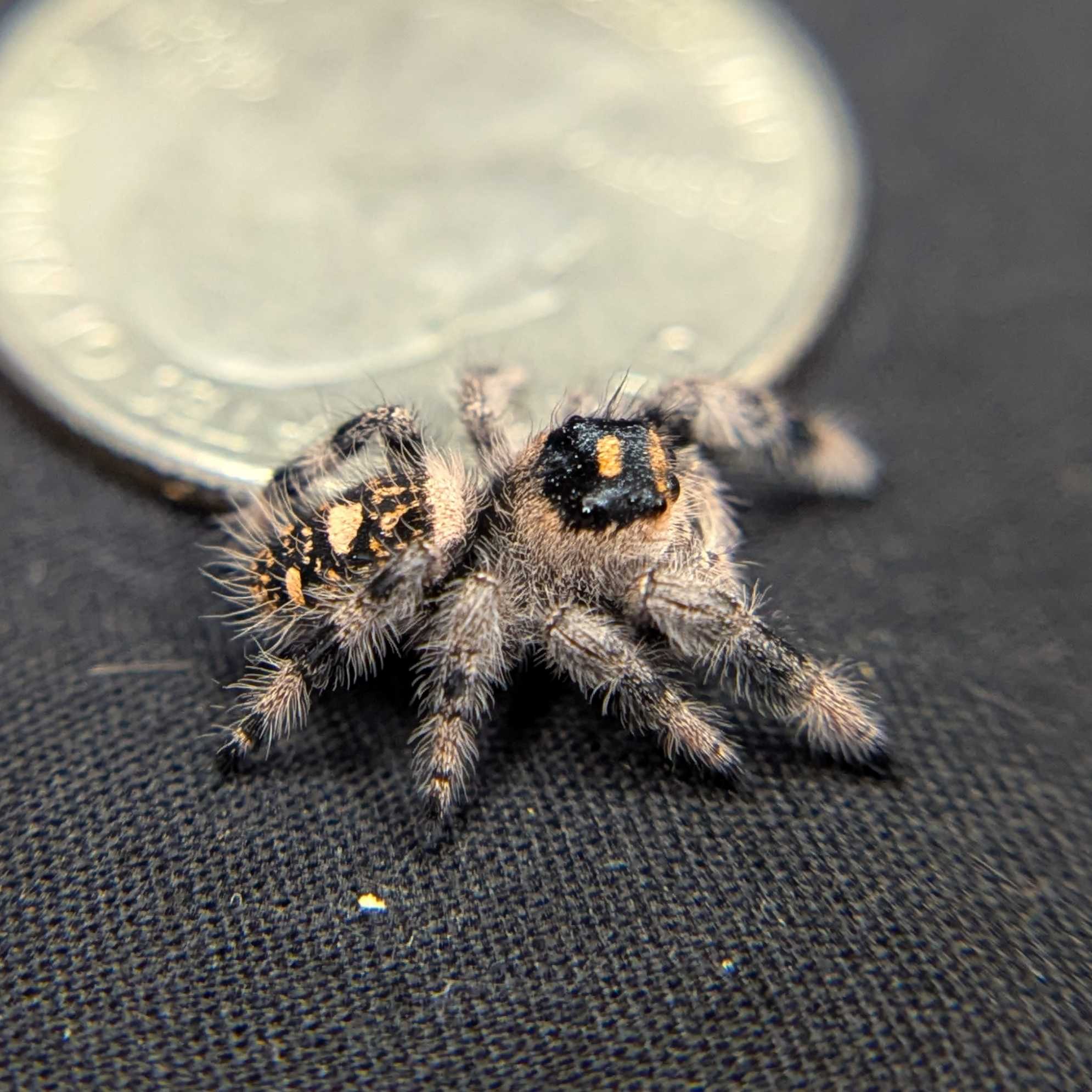 Regal Jumping Spider "Kisses"
