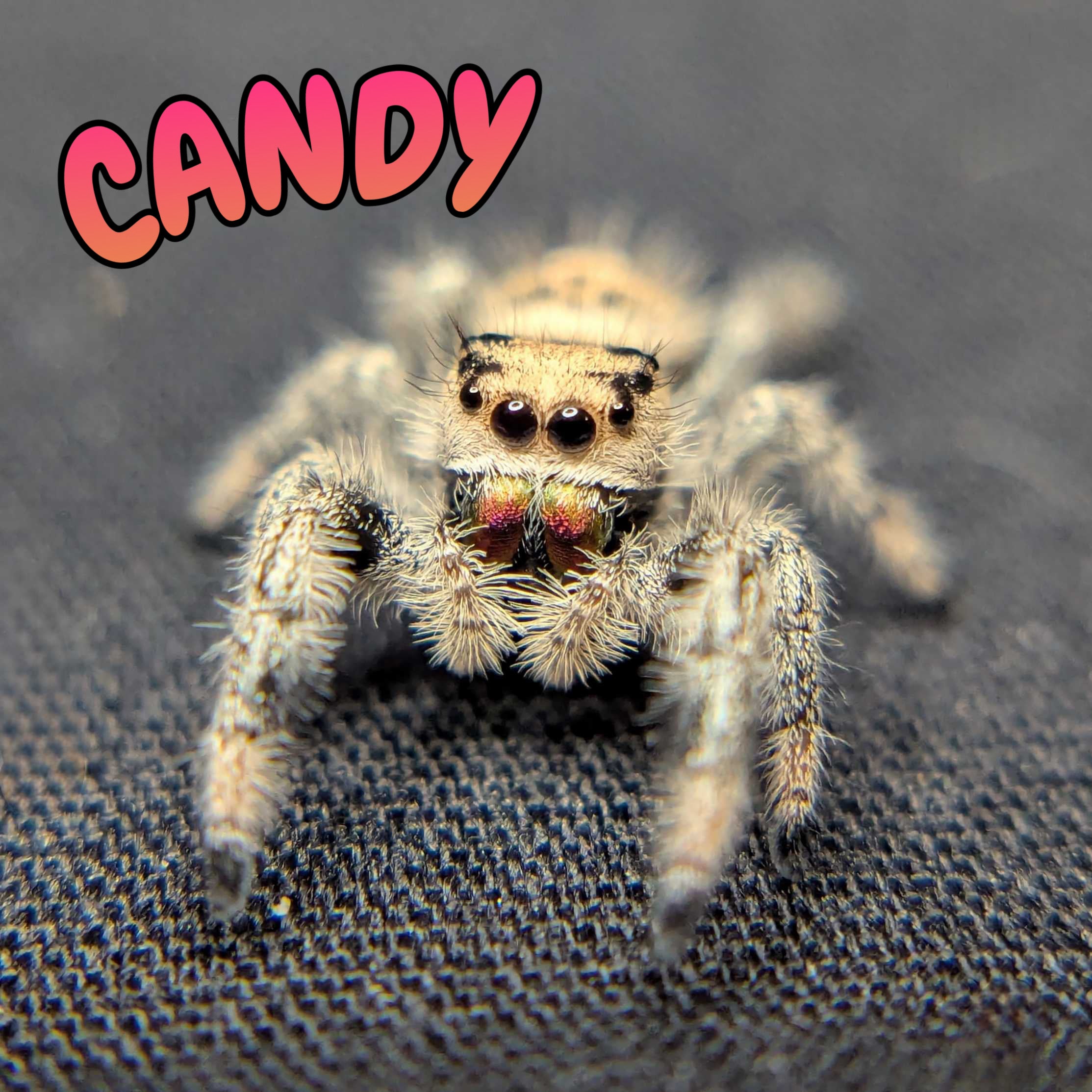 Regal Jumping Spider "Candy"