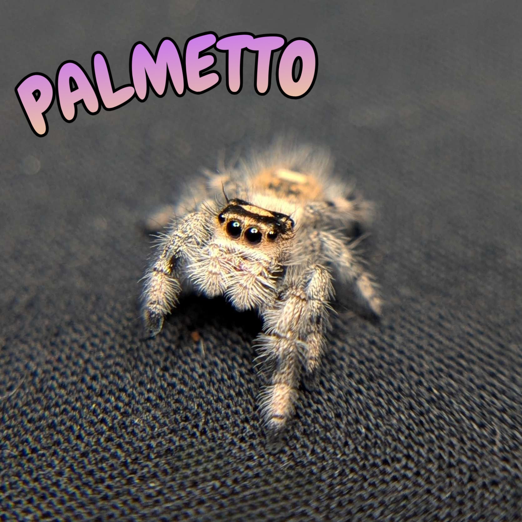 Regal Jumping Spider “Palmetto”