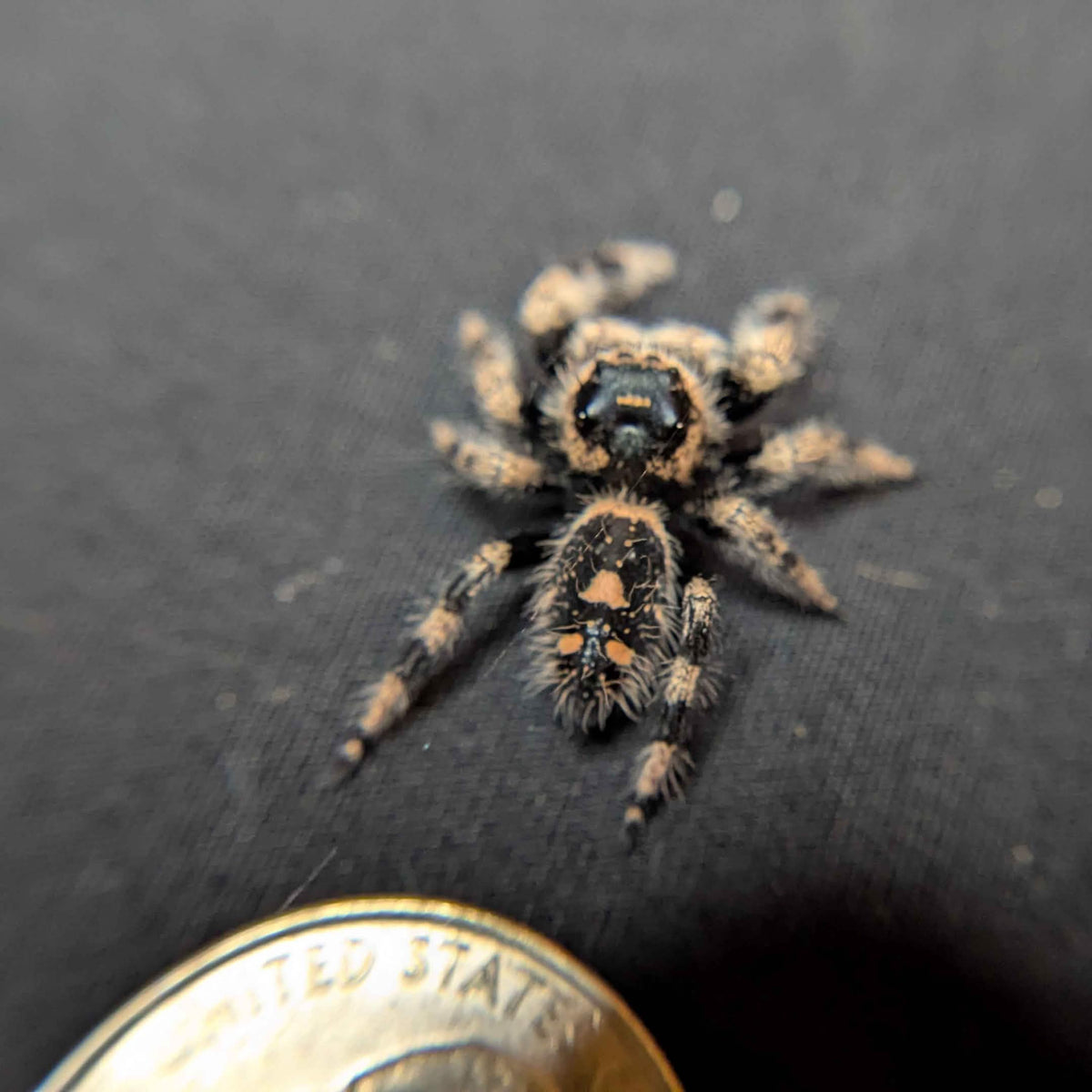 Regal Jumping Spider "Rachel"