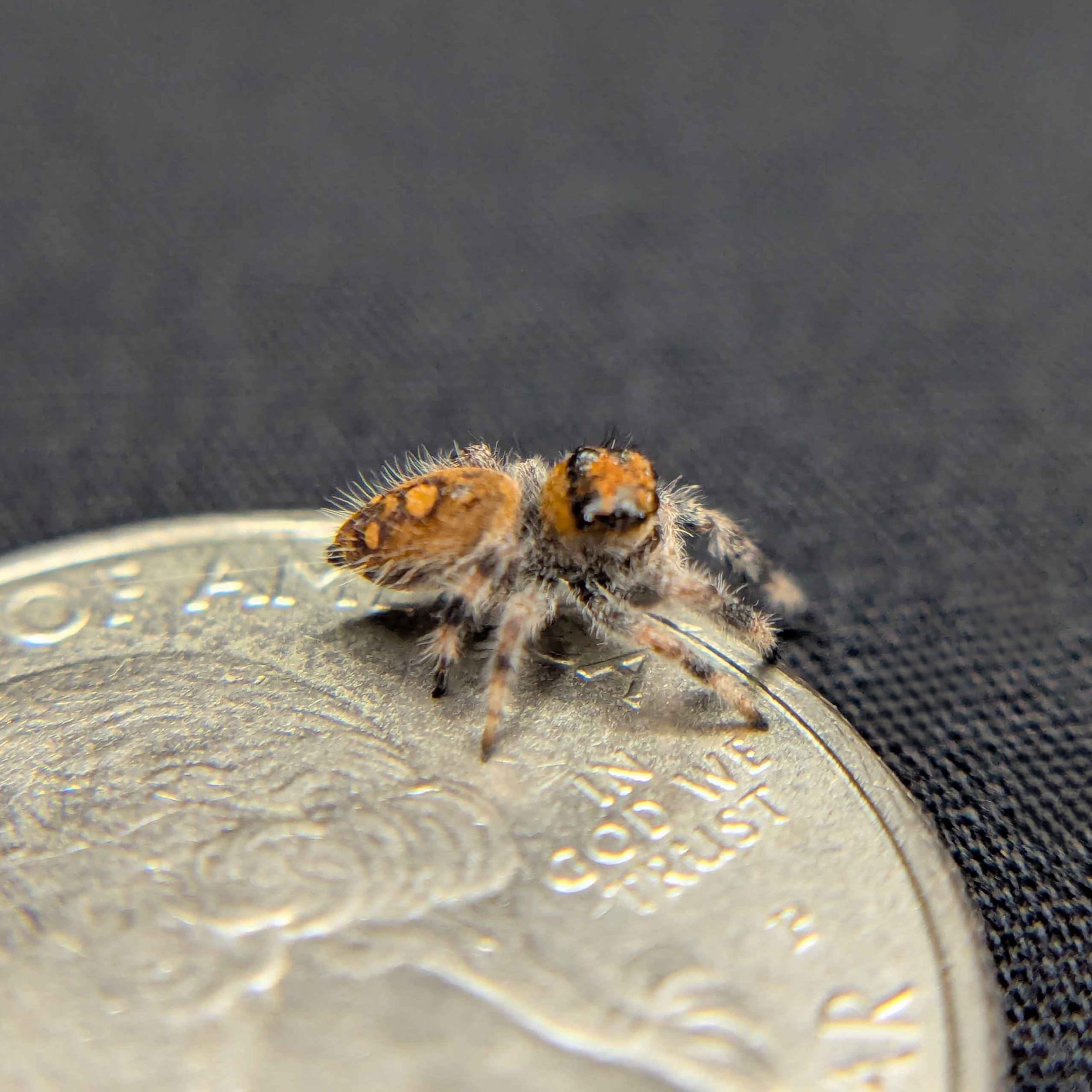 Female Regal Jumping Spider Rusty - Side View