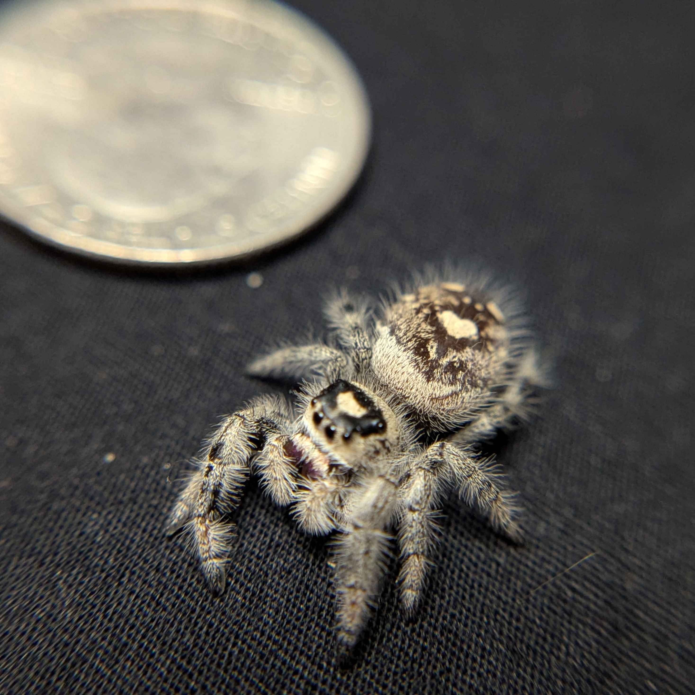Regal Jumping Spider “Sable”