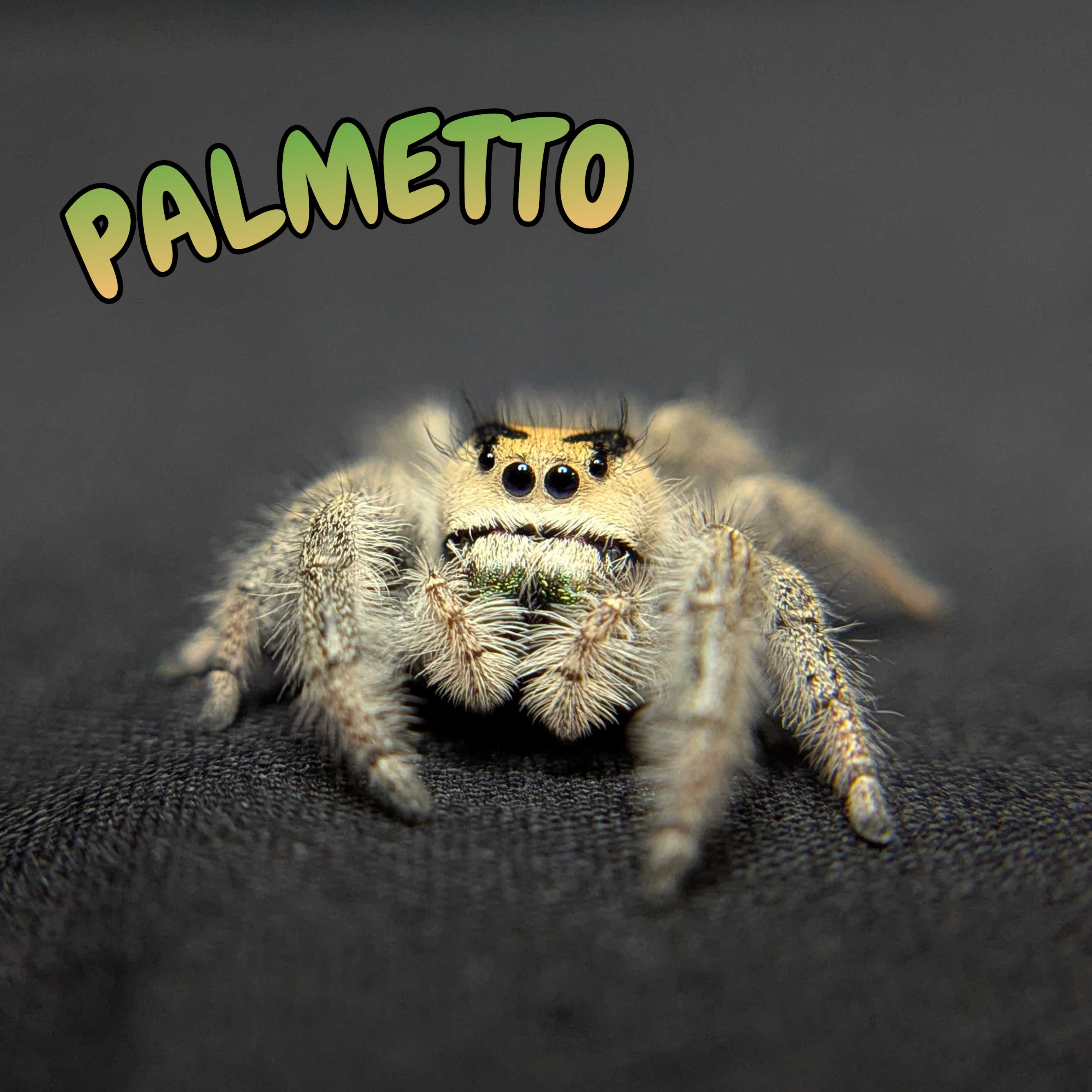 Regal Jumping Spider “Palmetto”