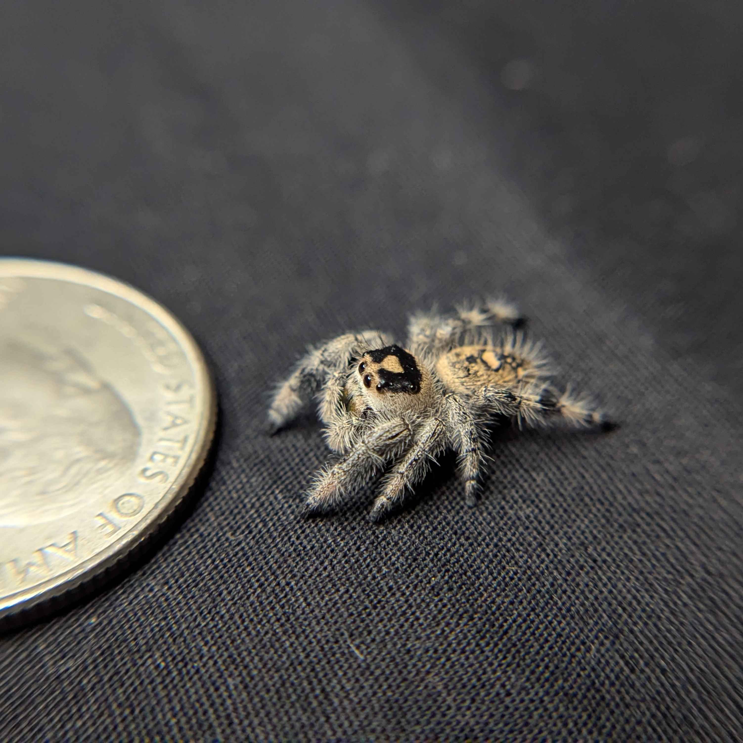 Regal Jumping Spider "Honey Bun"