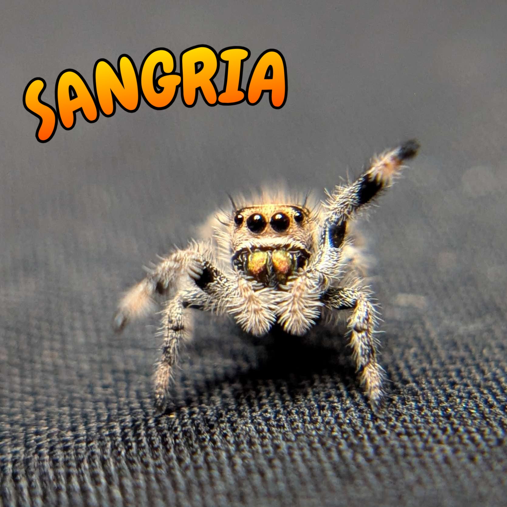 Regal Jumping Spider “Sangria”