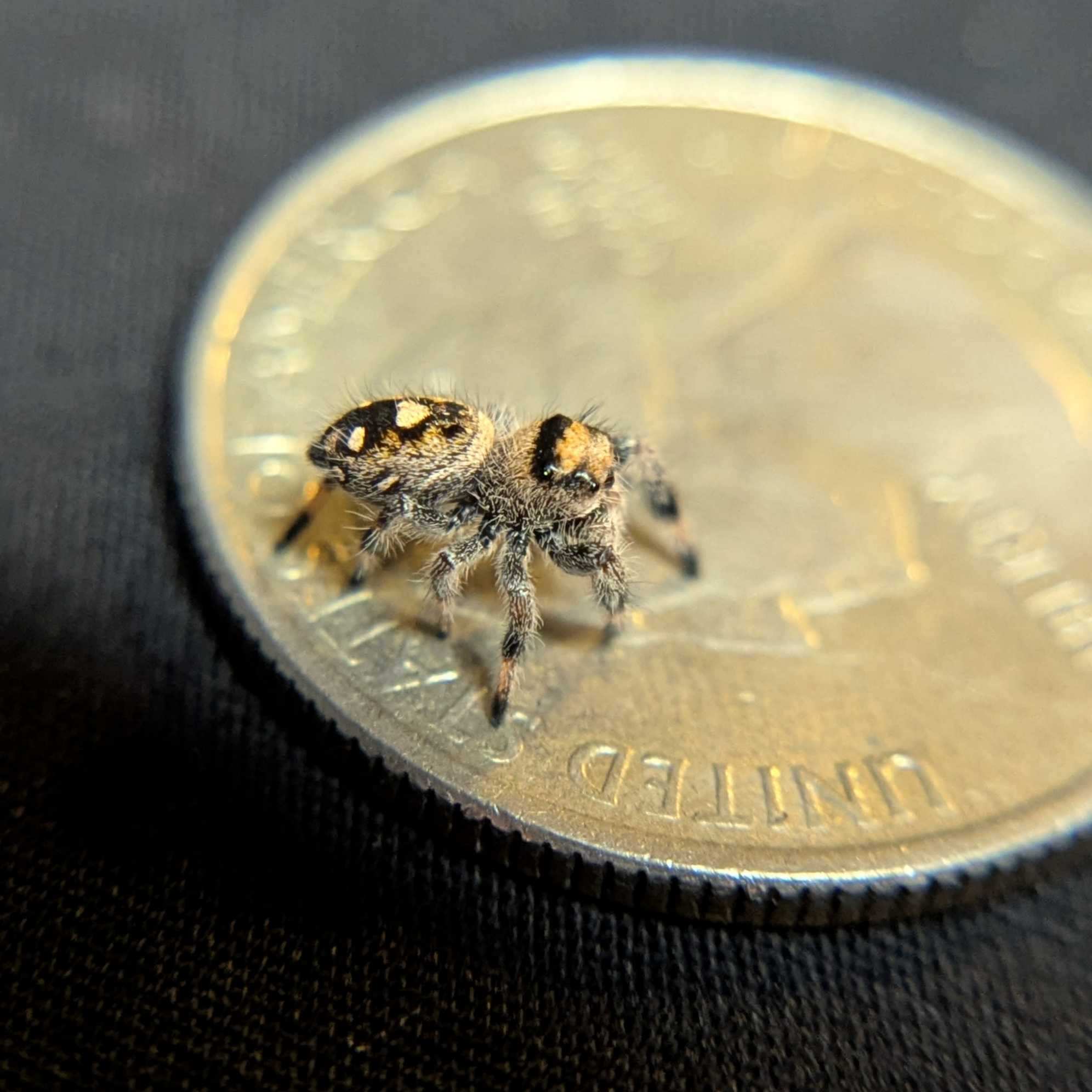 Regal Jumping Spider "Candy Corn"