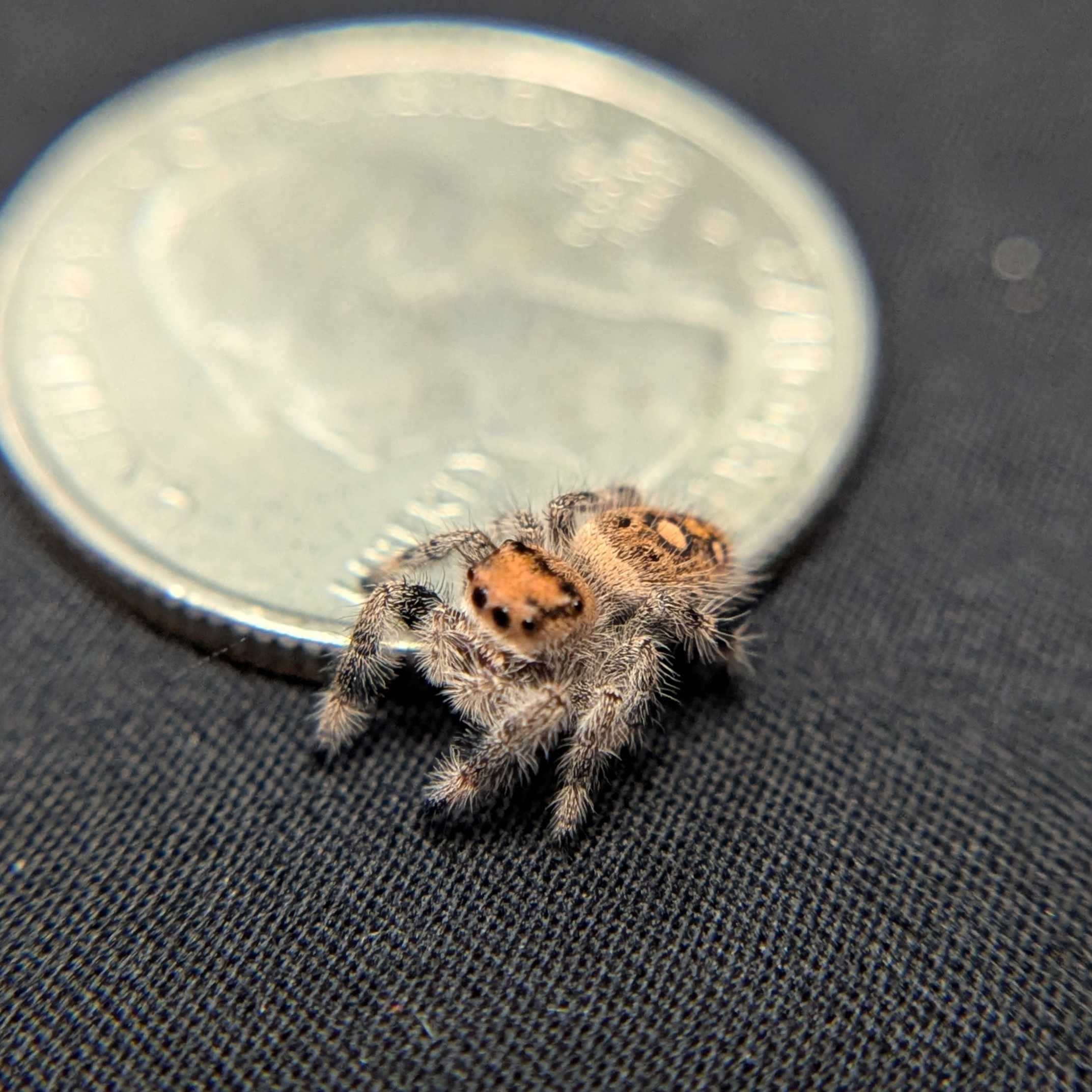 Regal Jumping Spider “Charm”