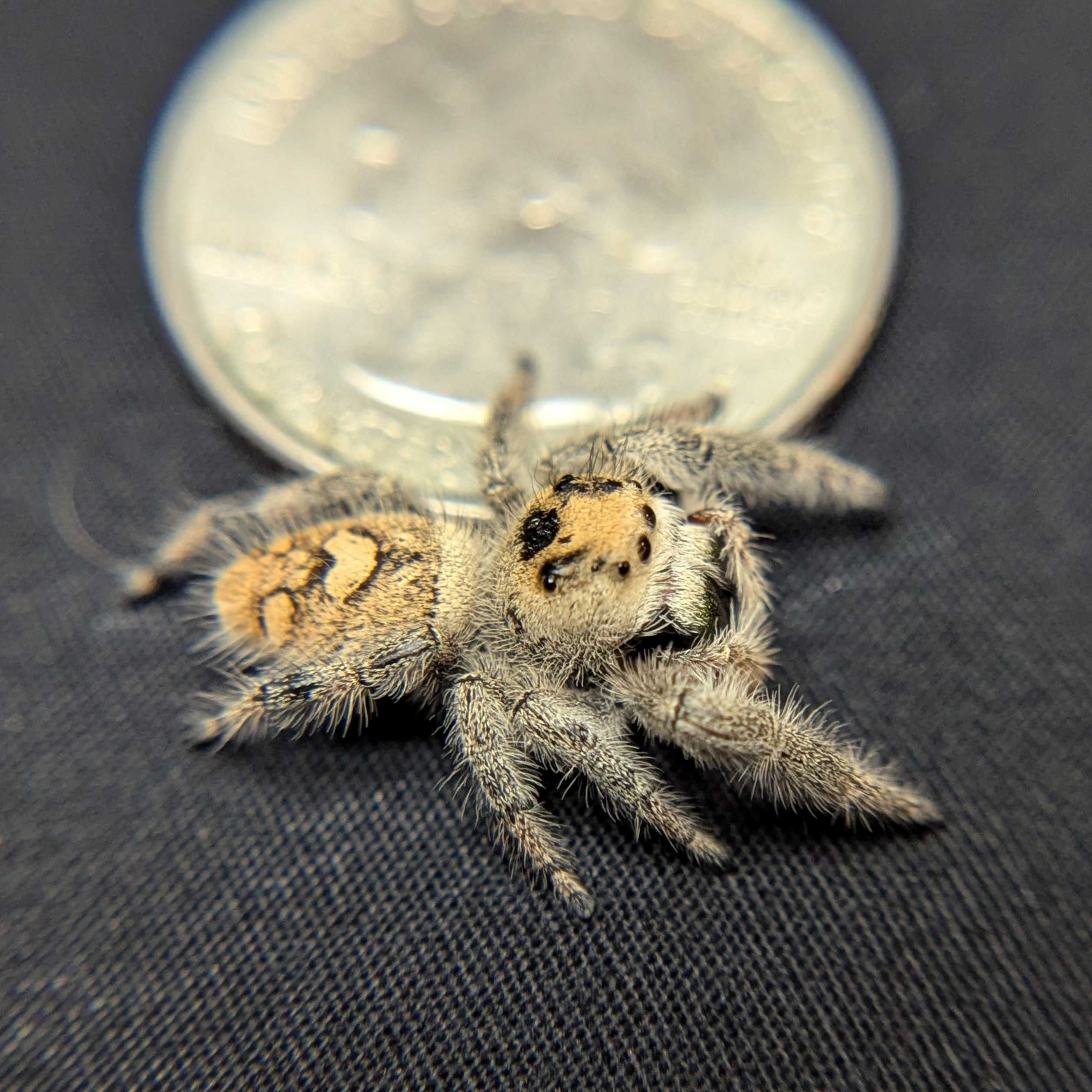 Regal Jumping Spider "Whisper"
