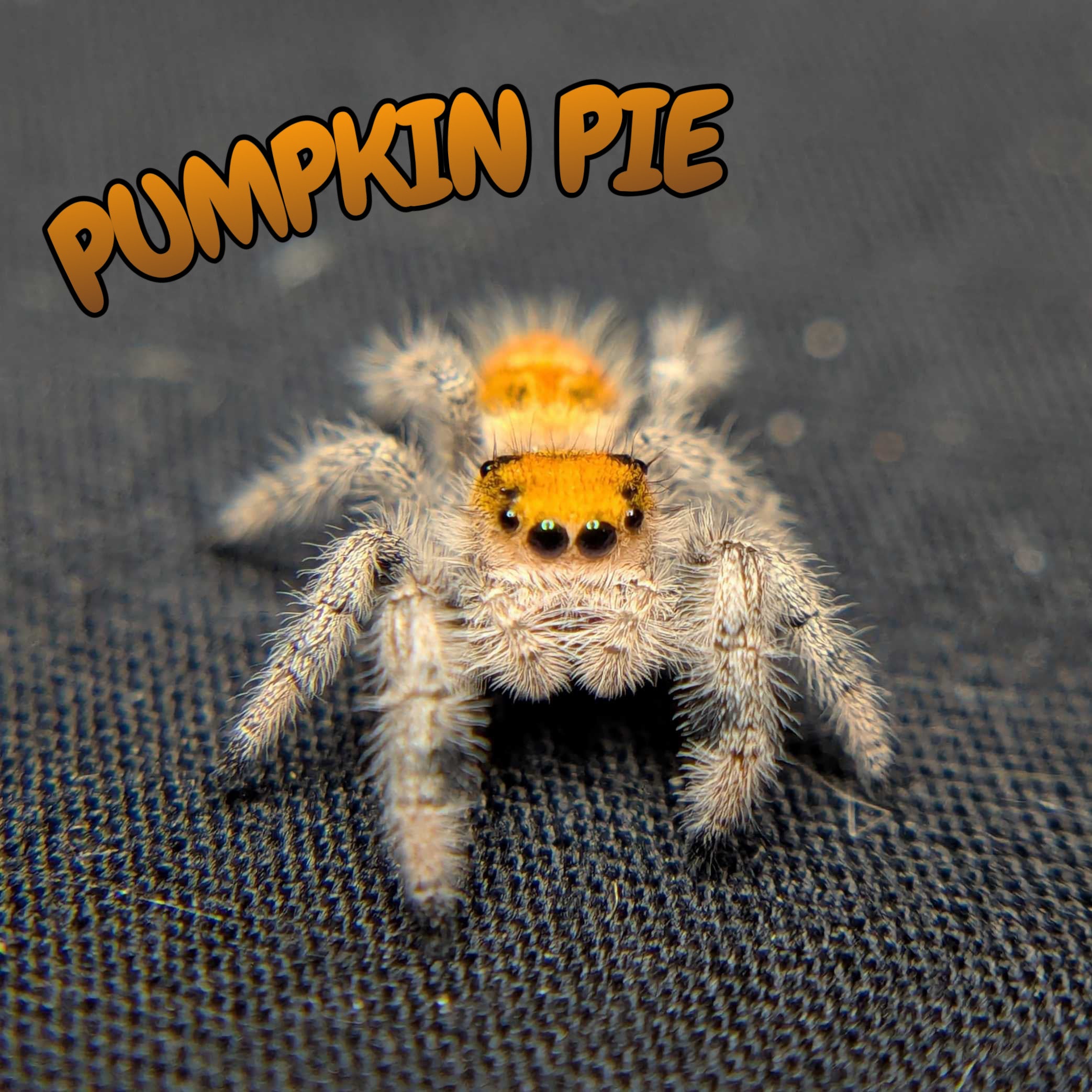 Regal Jumping Spider "Pumpkin Pie"