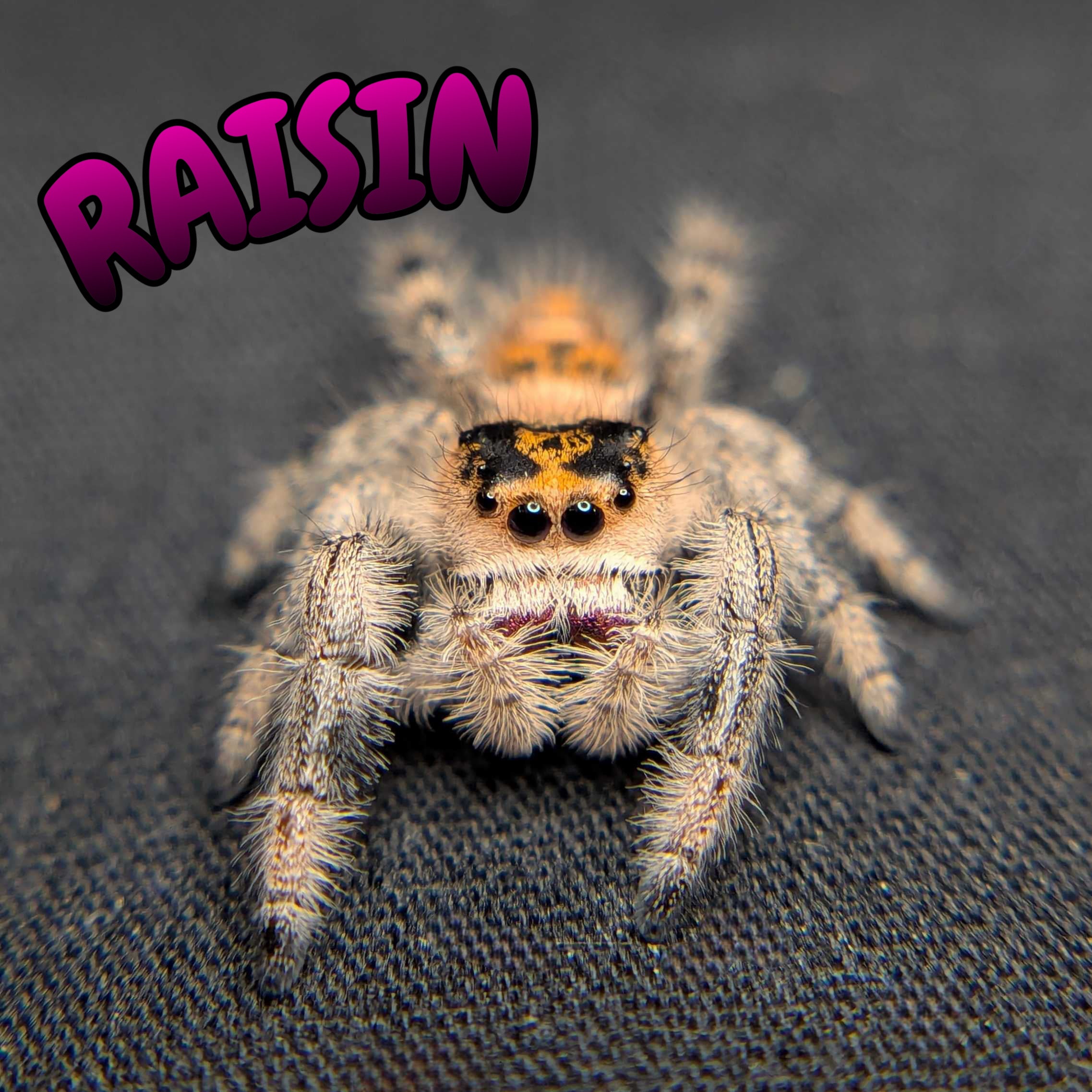 Regal Jumping Spider "Raisin"