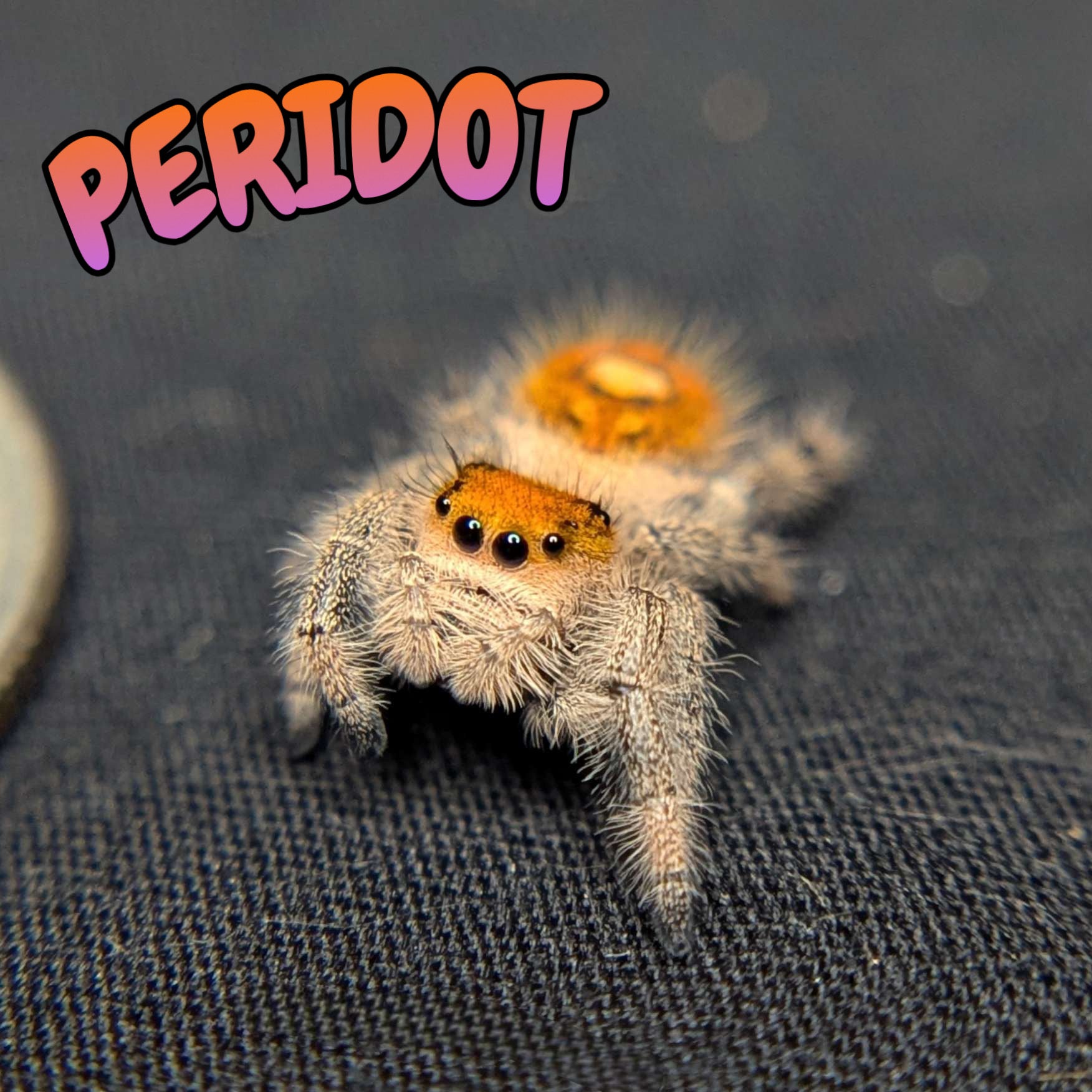 Regal Jumping Spider “Peridot”