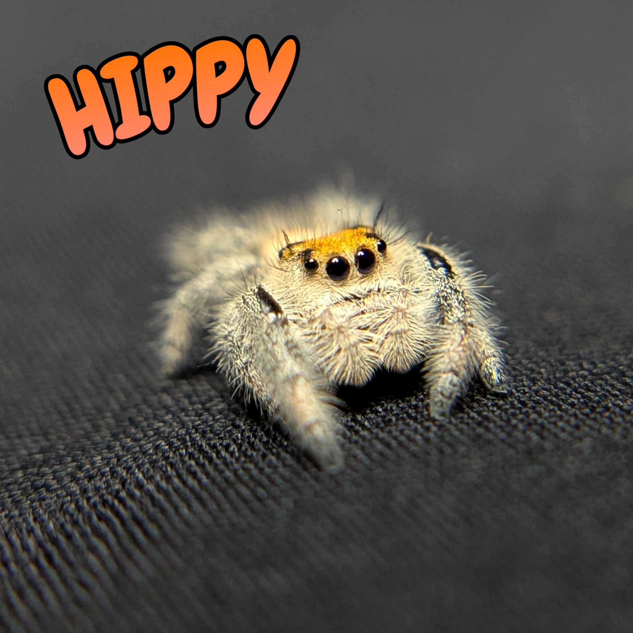 Regal Jumping Spider "Hippy"