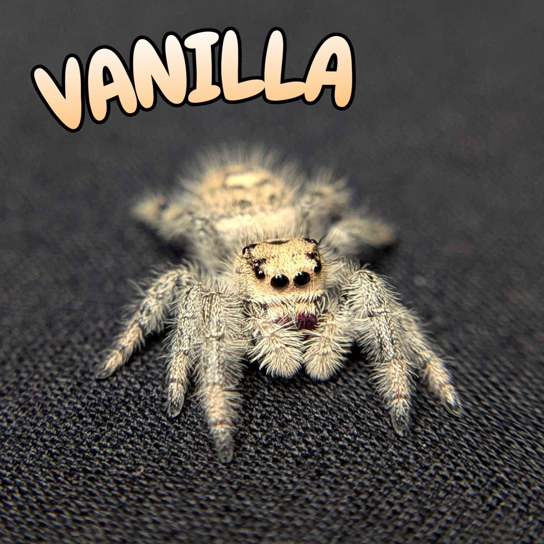 Regal Jumping Spider "Vanilla"