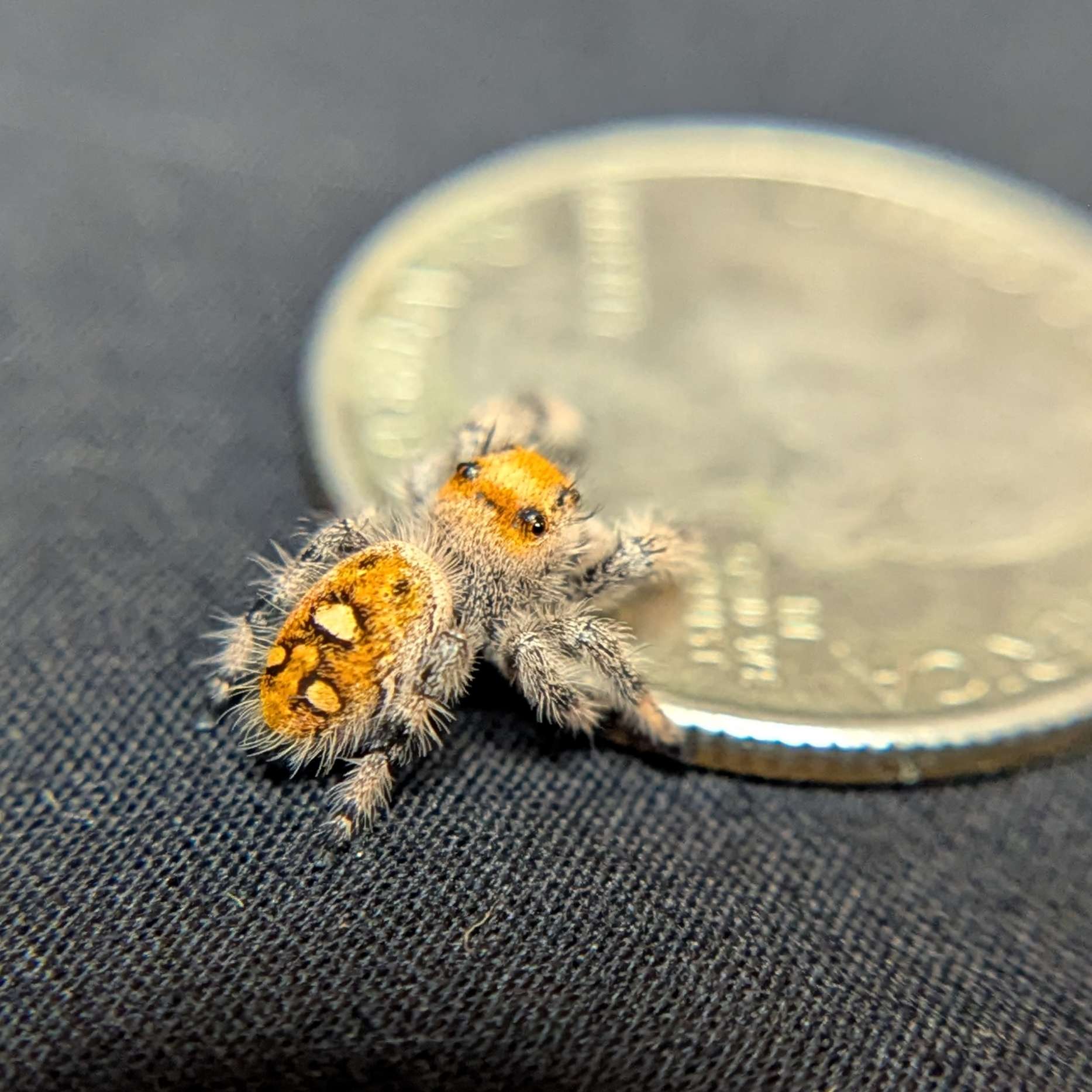 Regal Jumping Spider "Magenta"