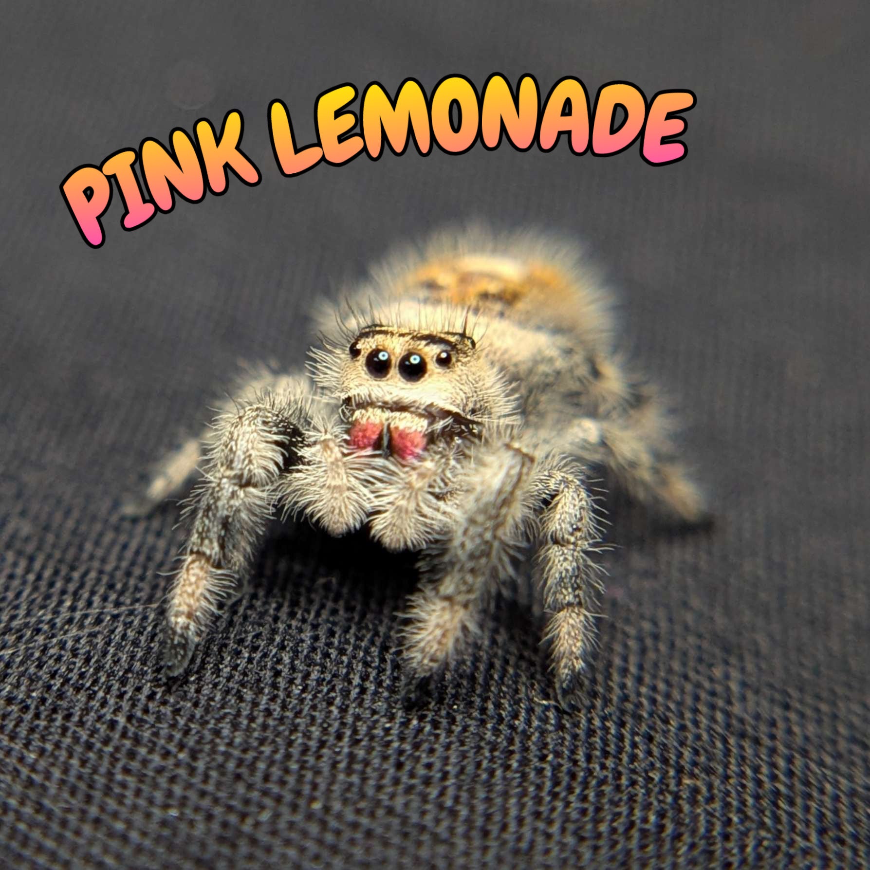 Regal Jumping Spider "Pink Lemonade"