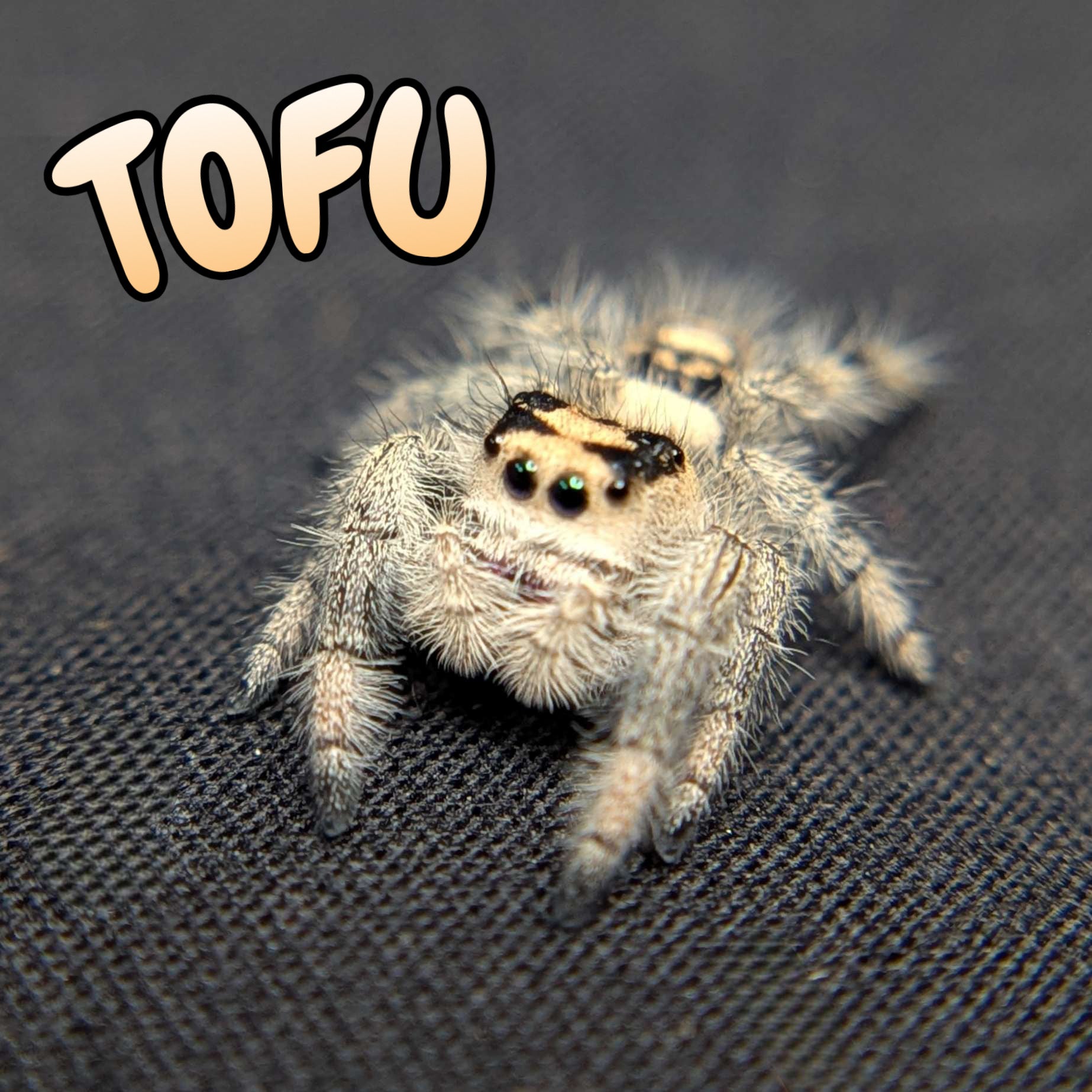 Regal Jumping Spider "Tofu"