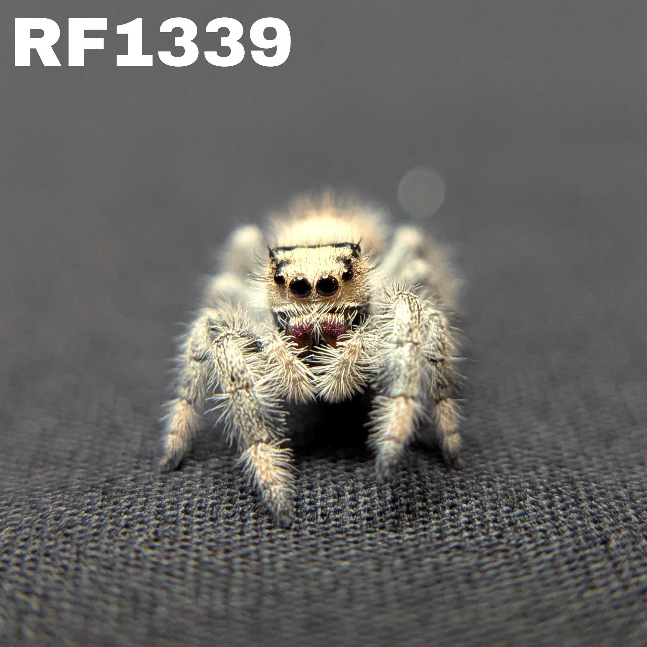 Regal Jumping Spider “Charm”