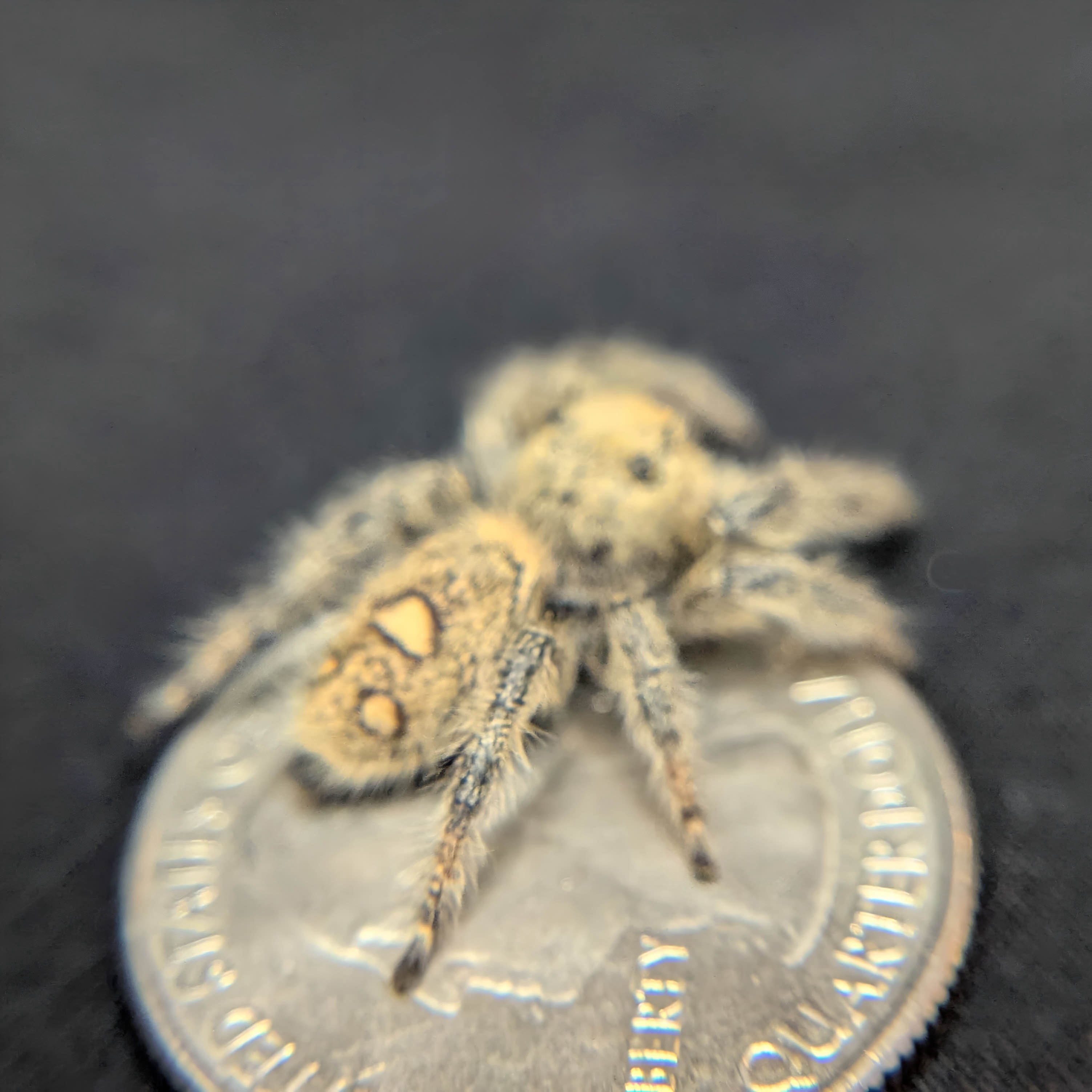 Female Regal Jumping Spider Goldiocks - Side View
