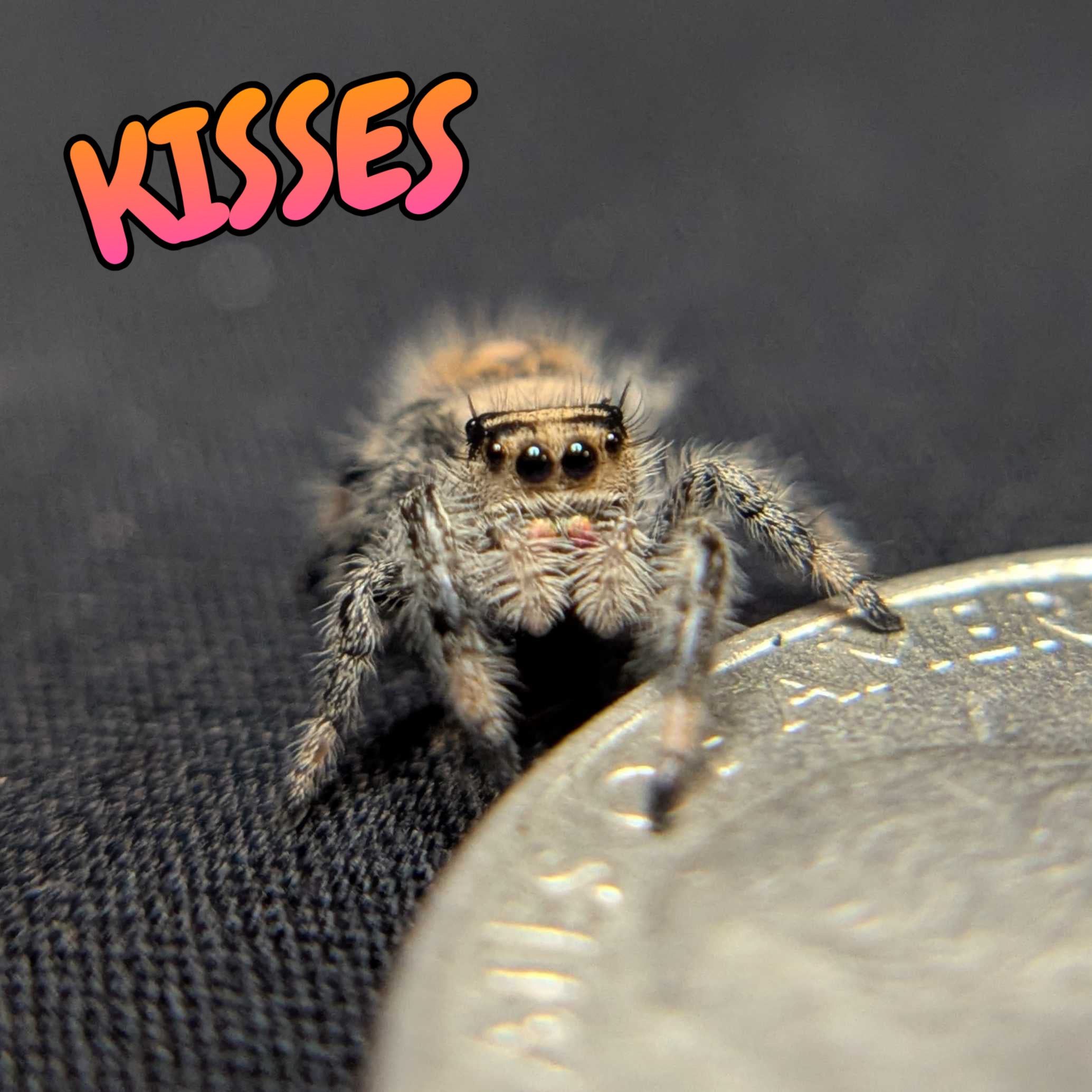 Regal Jumping Spider "Kisses"