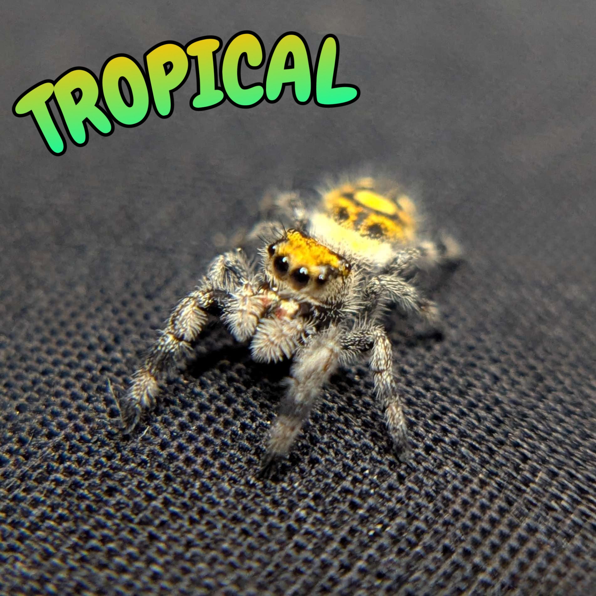 Regal Jumping Spider "Tropical"