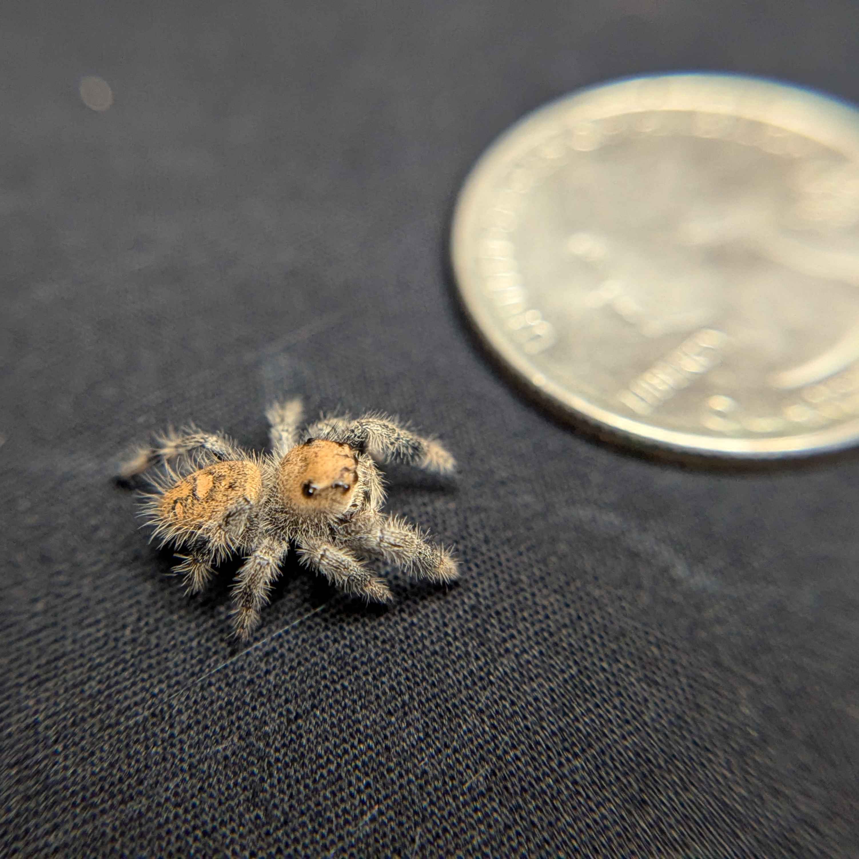 Regal Jumping Spider "Garnet"