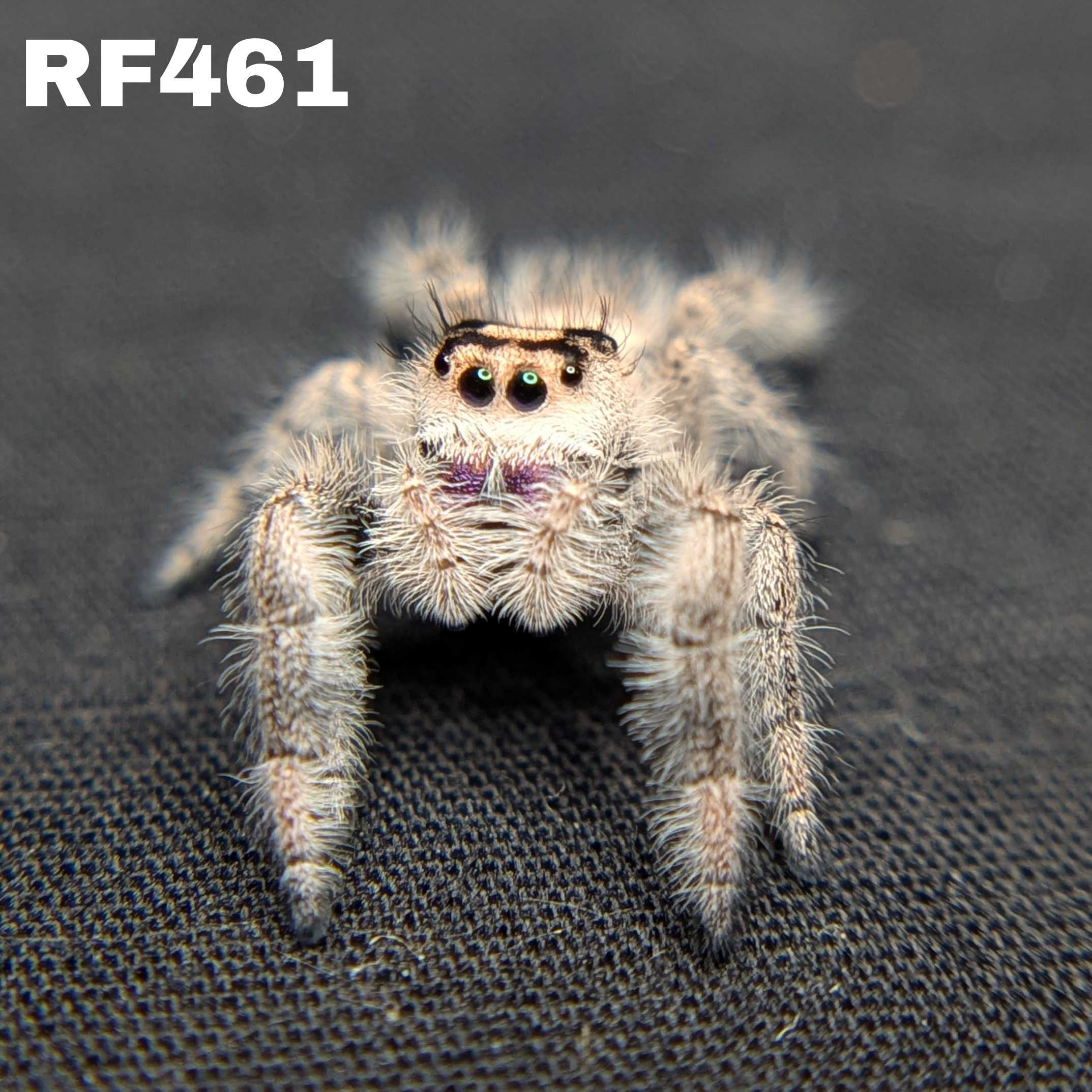 Regal Jumping Spider “Primrose”
