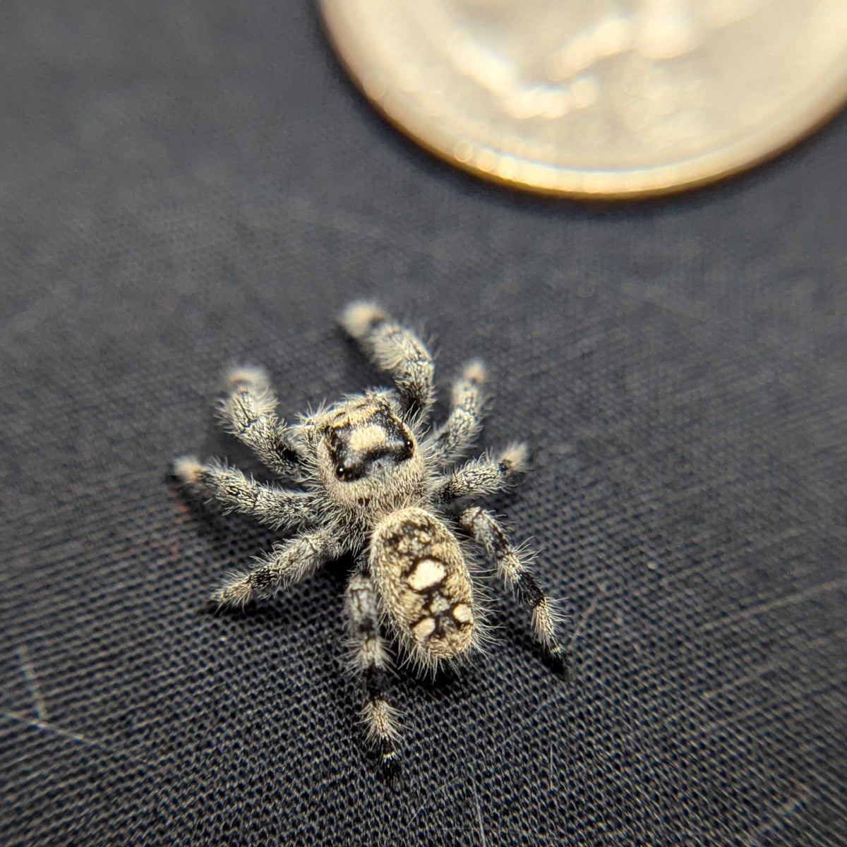 Regal Jumping Spider “Wheatly”