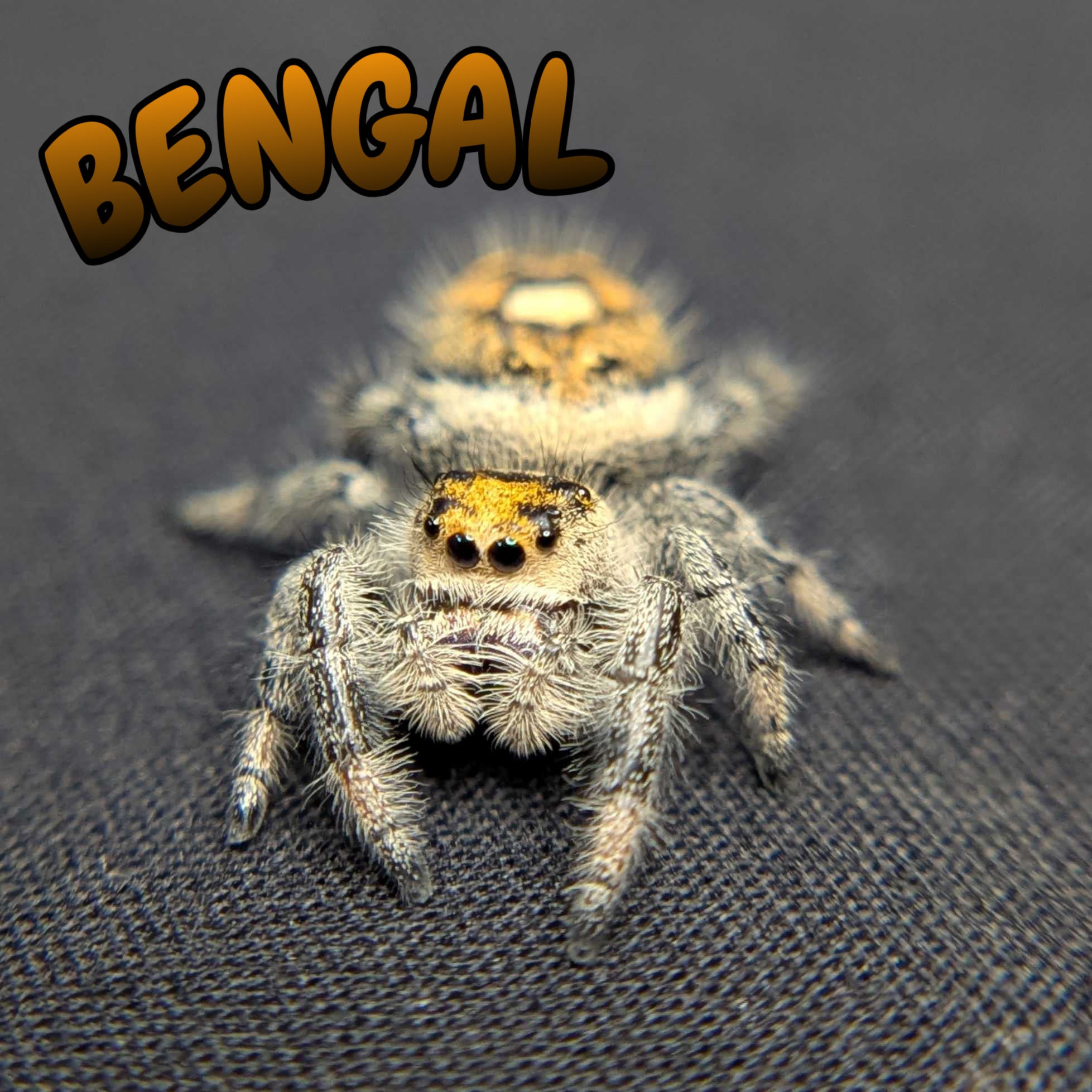 Regal Jumping Spider "Bengal"