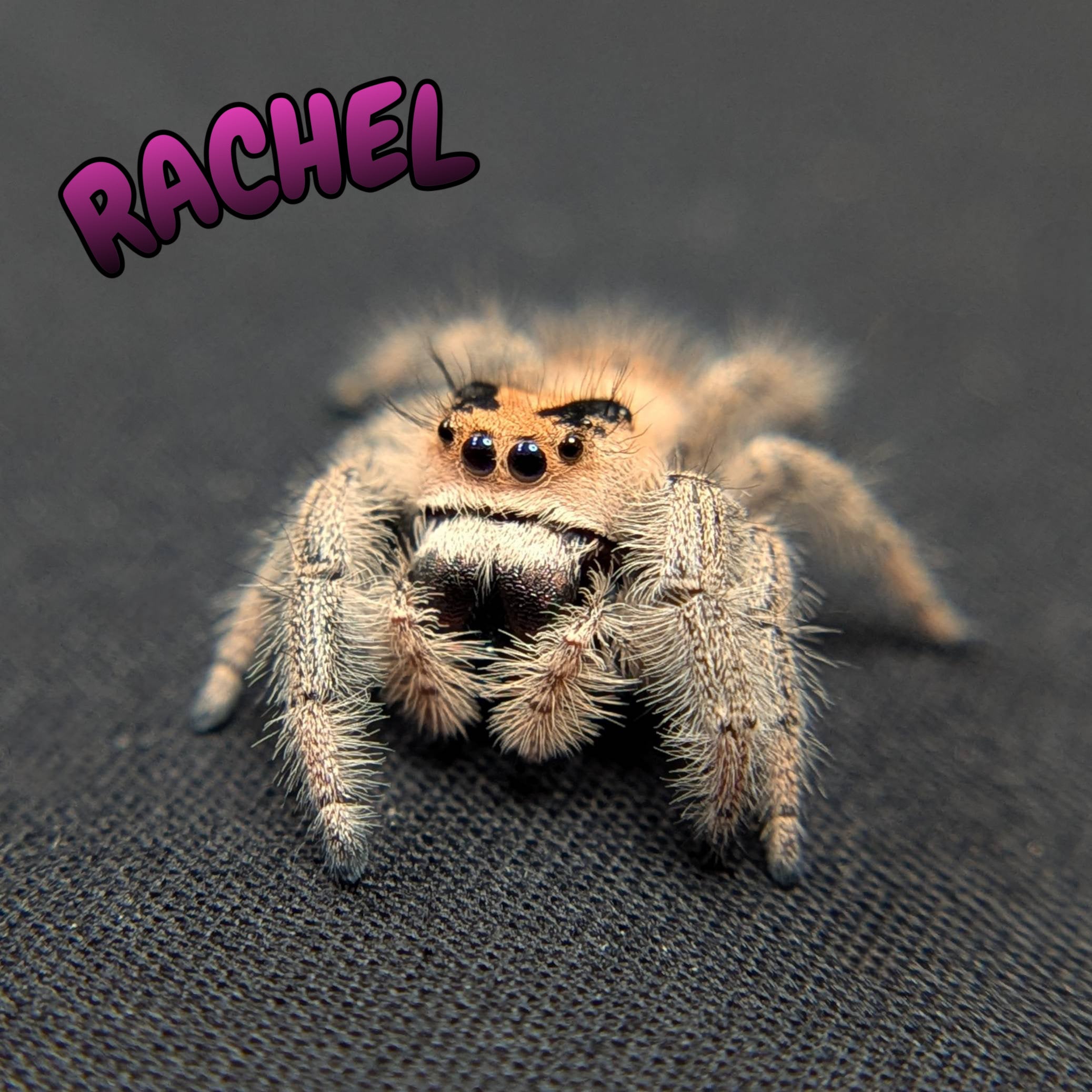 Female Regal Jumping Spider Rachel 