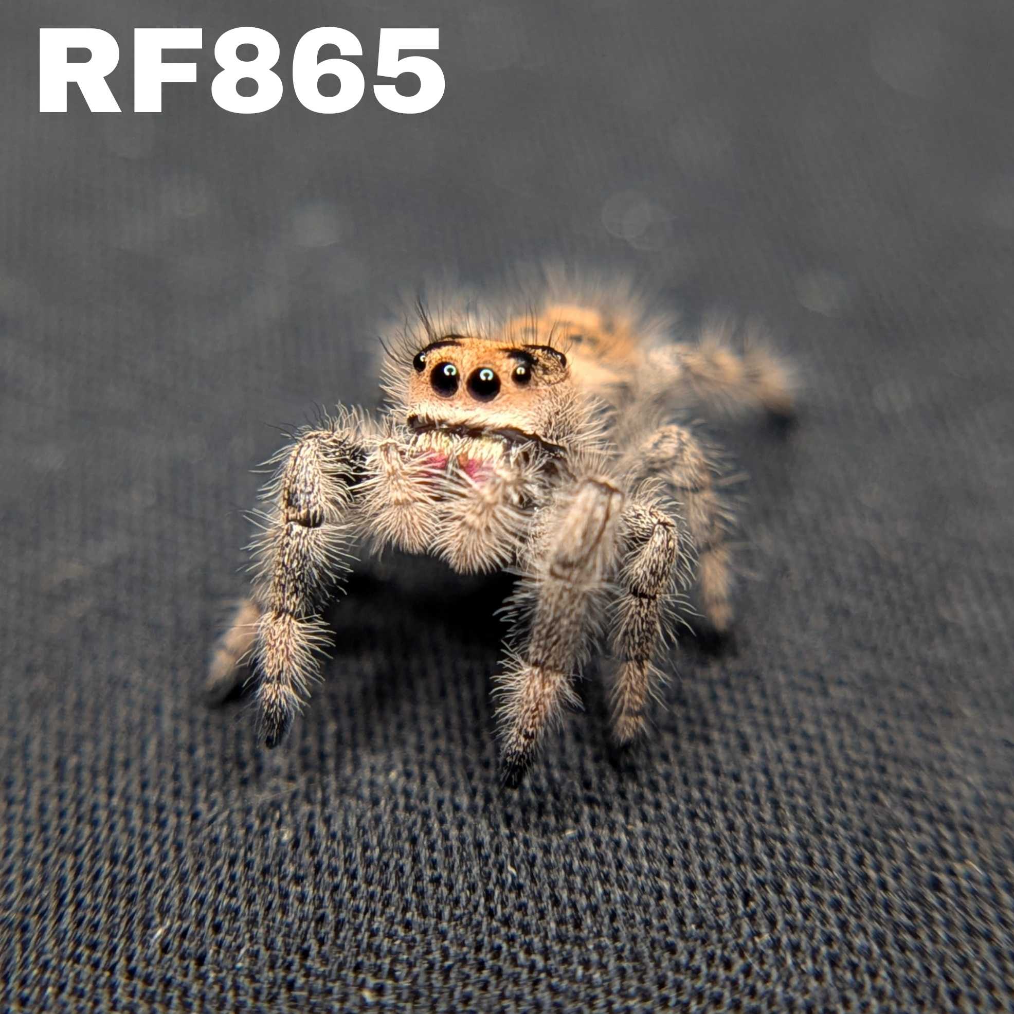 Regal Jumping Spider "Angel"