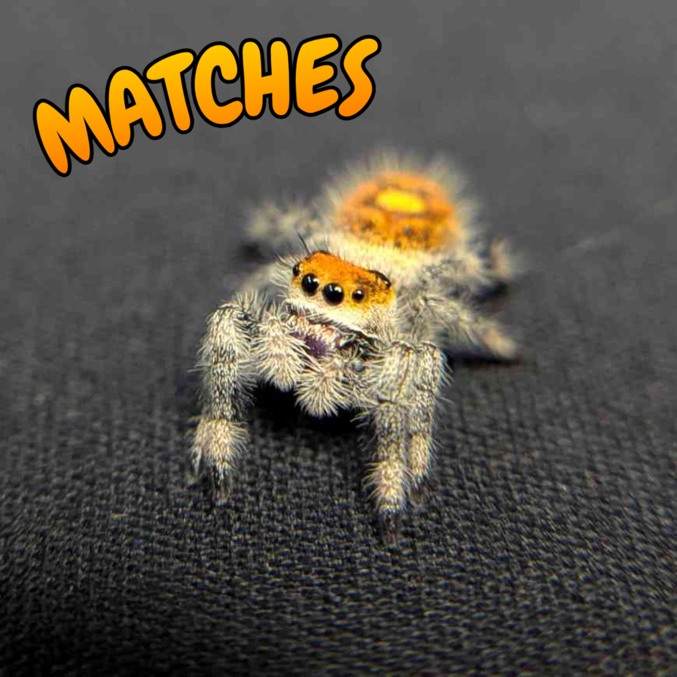 Regal Jumping Spider "Matches"