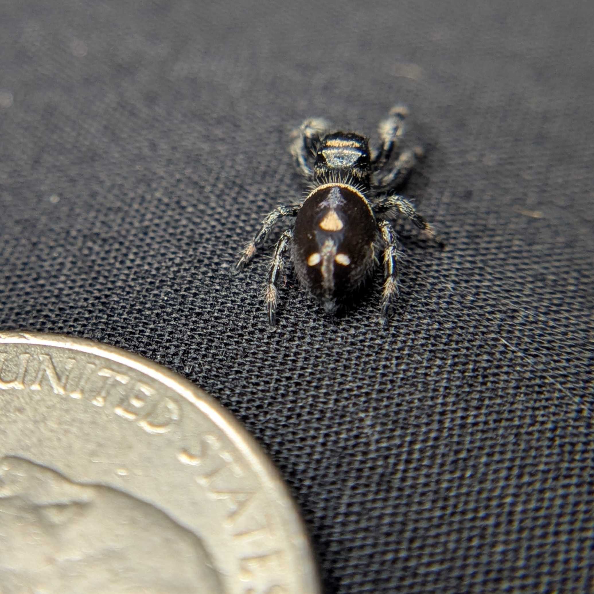 Regal Jumping Spider "Dixon"