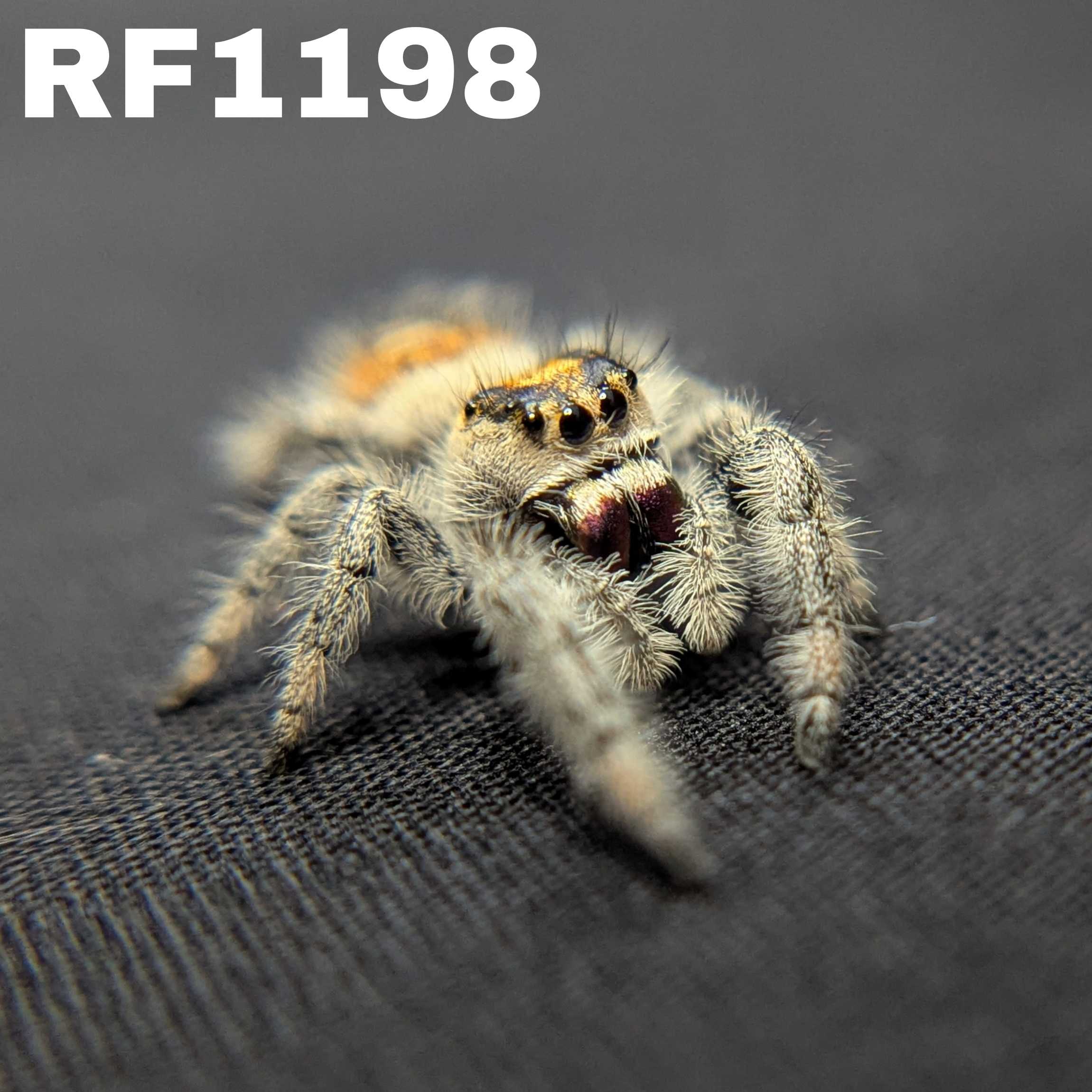 Regal Jumping Spider "Purple Haze"